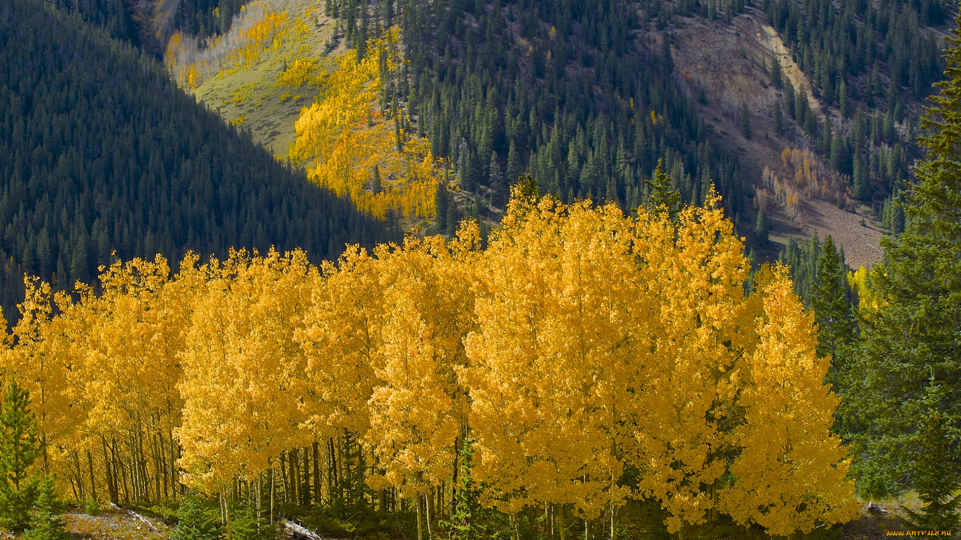 природа, лес, деревья, осень