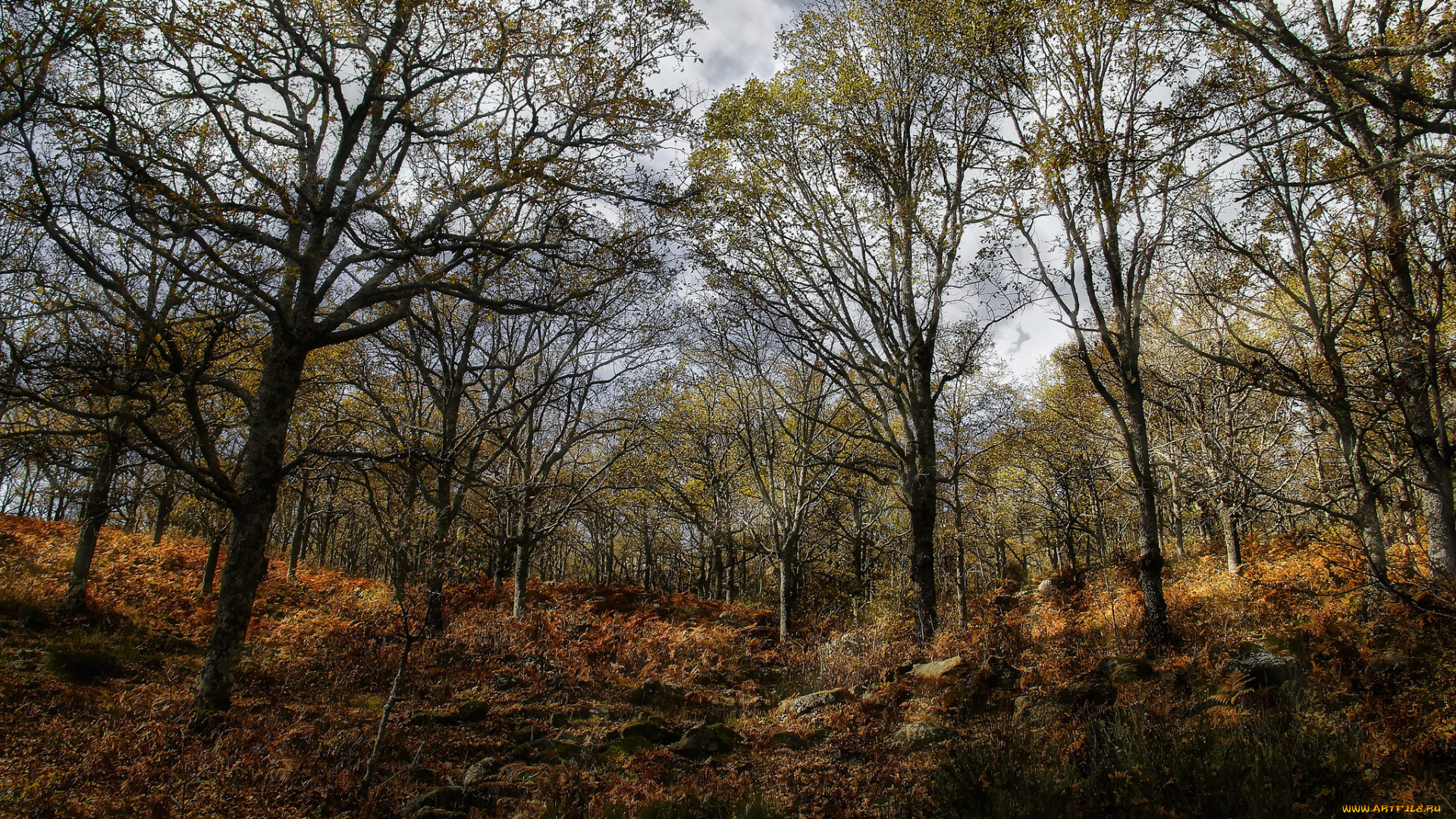 природа, лес, лощина, деревья