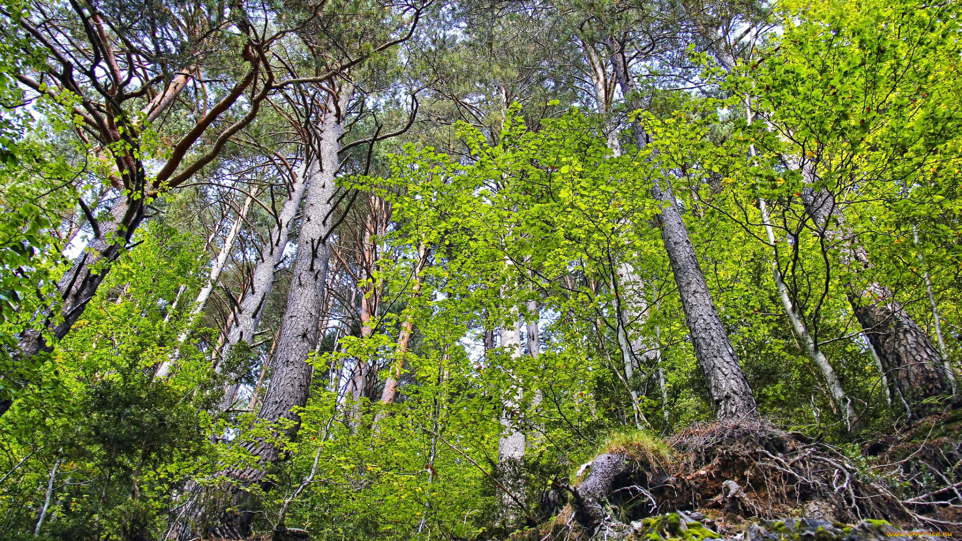 природа, лес, пригорок, деревья