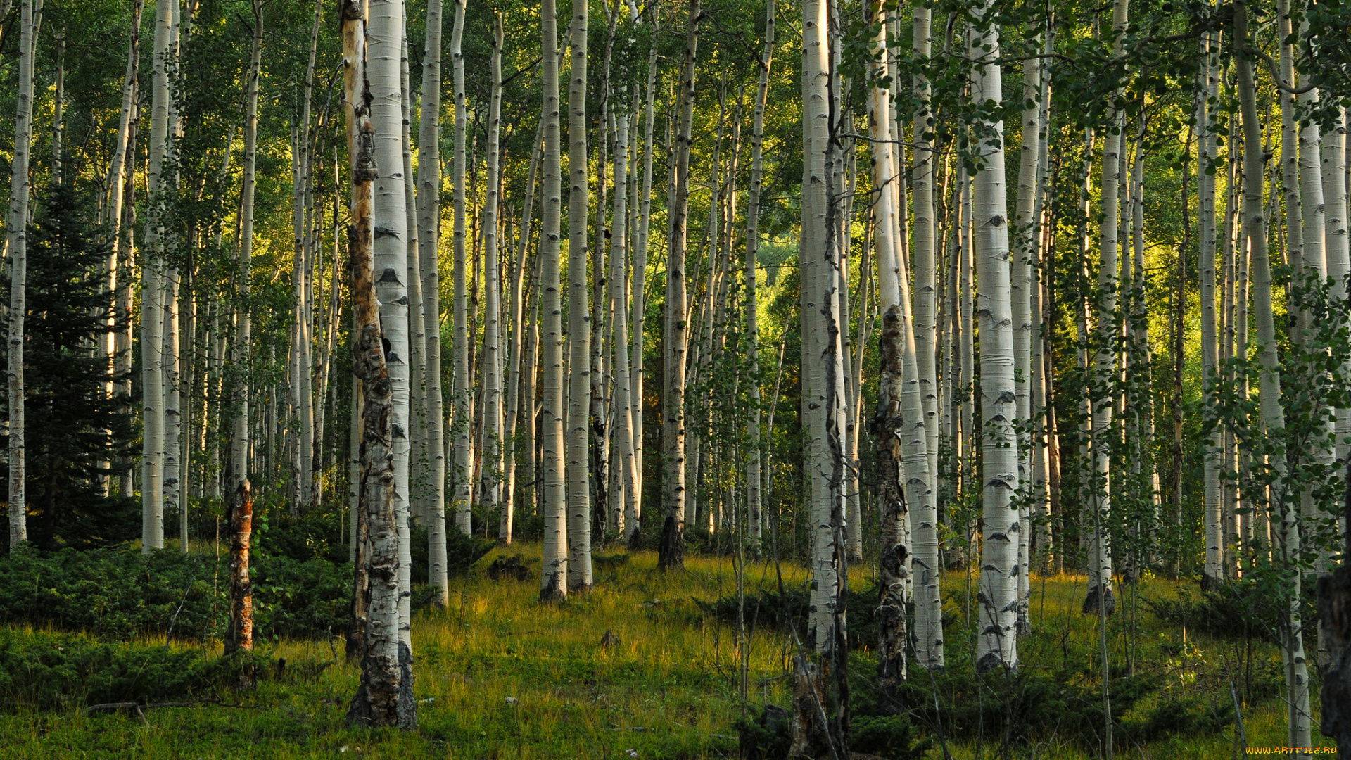 природа, лес, роща, березы