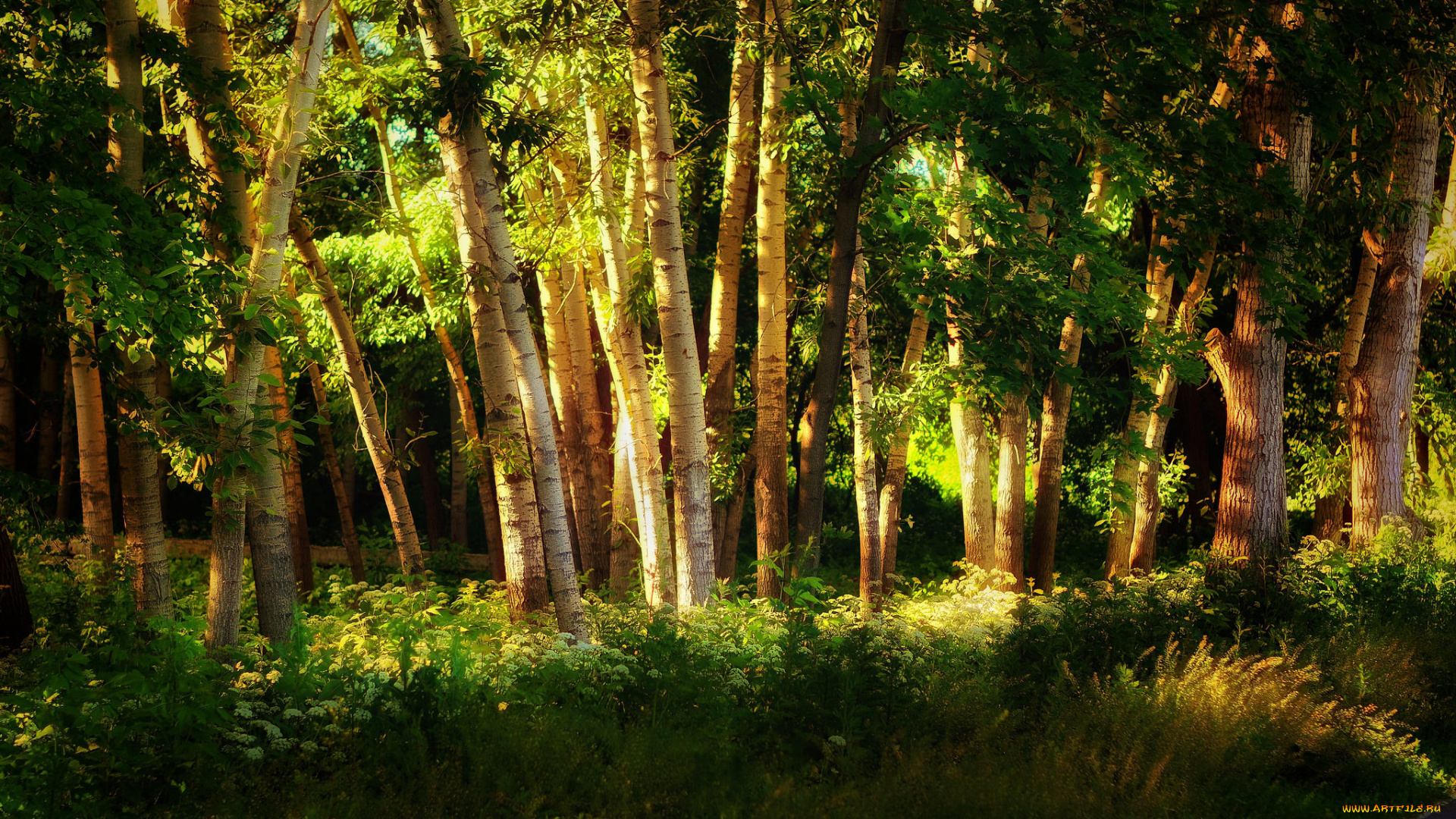 природа, лес, свет, осины