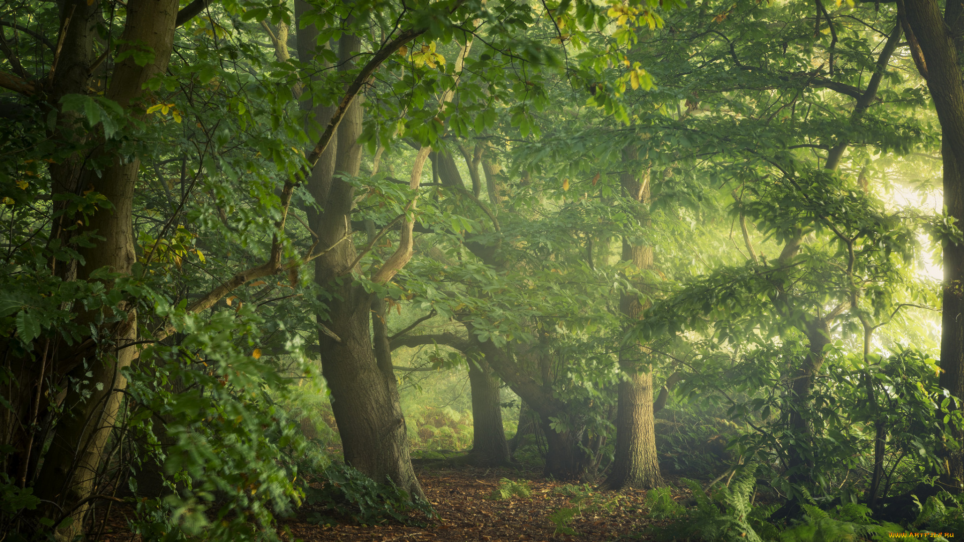 природа, лес, туман, деревья