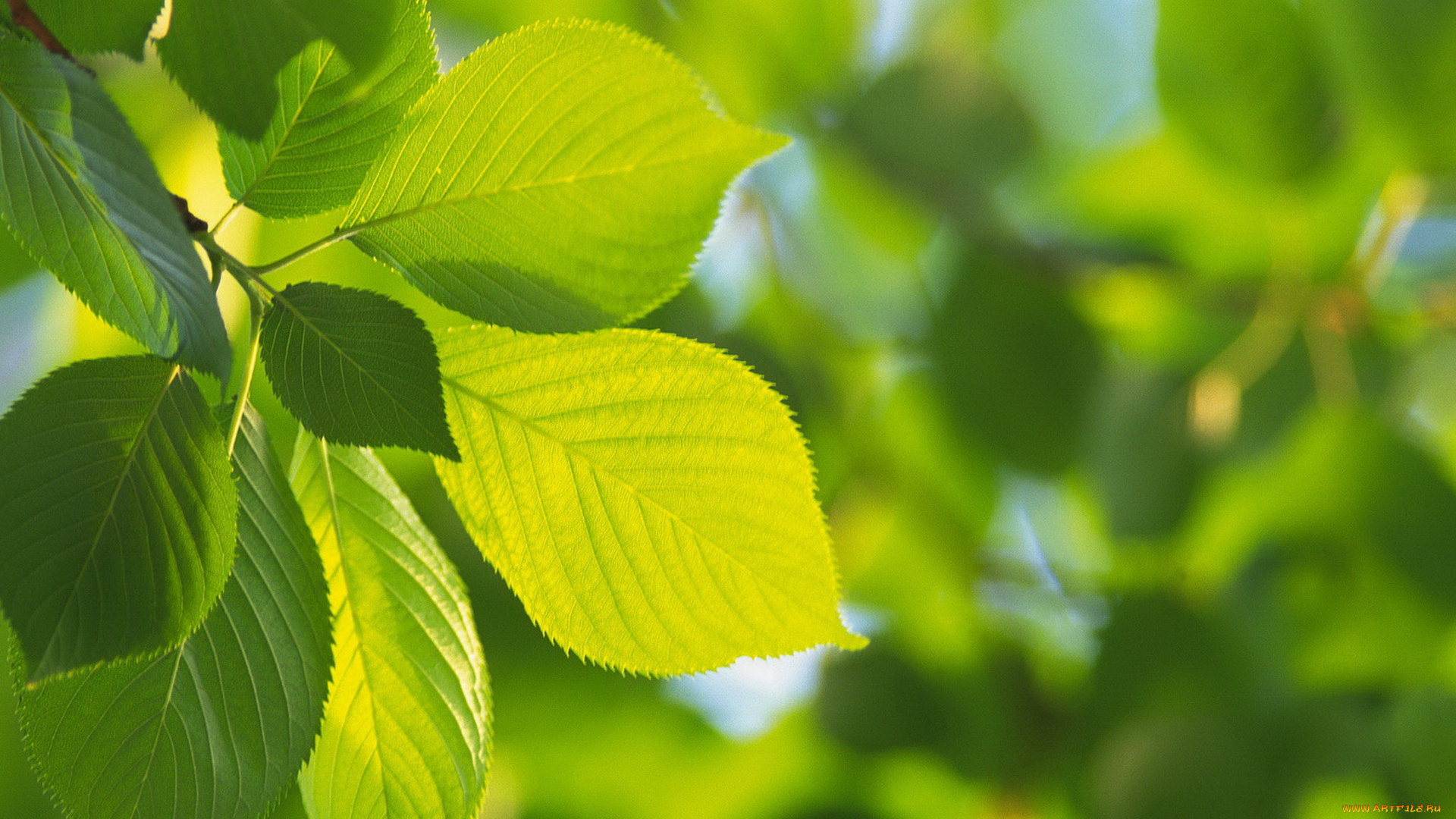 природа, листья