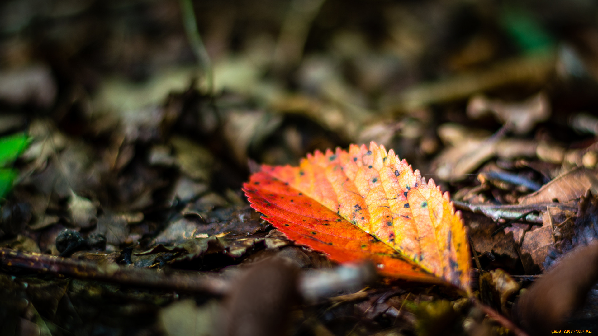 природа, листья, осень, макро, цвет, лист