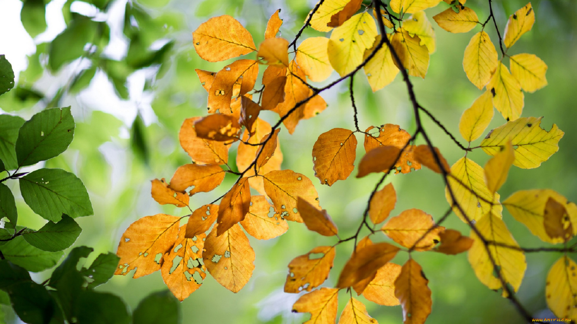 природа, листья, ветка, осень