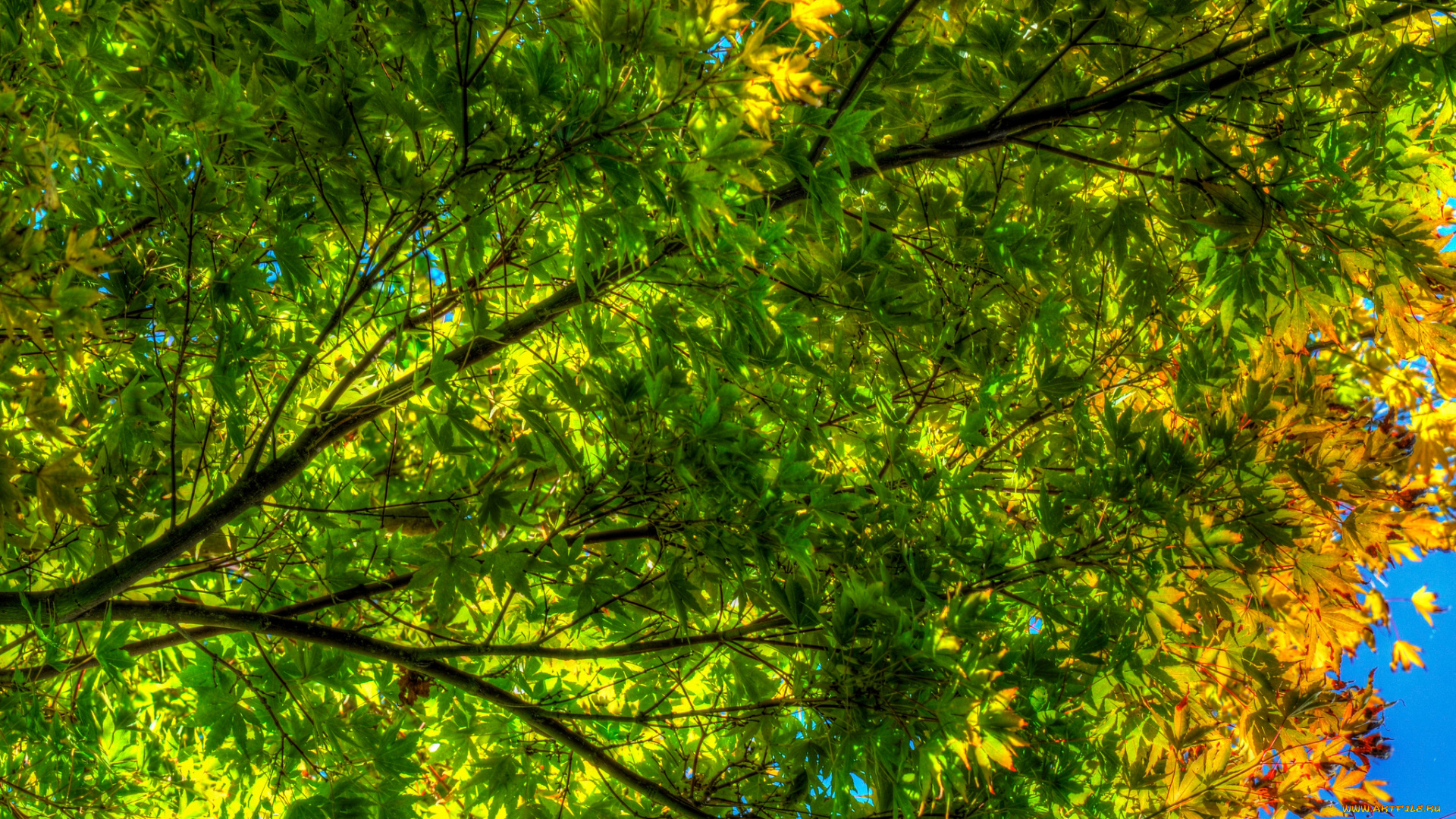 природа, листья, ярко, цвет, осень, дерево