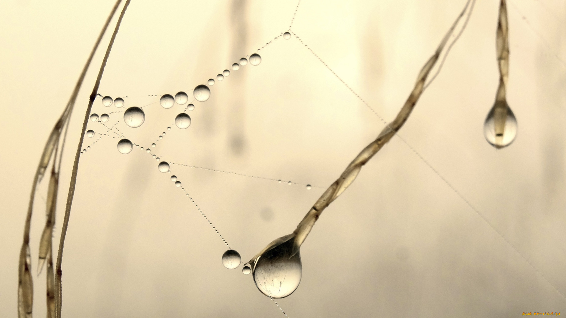 природа, макро, вода, роса, фон, капли, паутинка