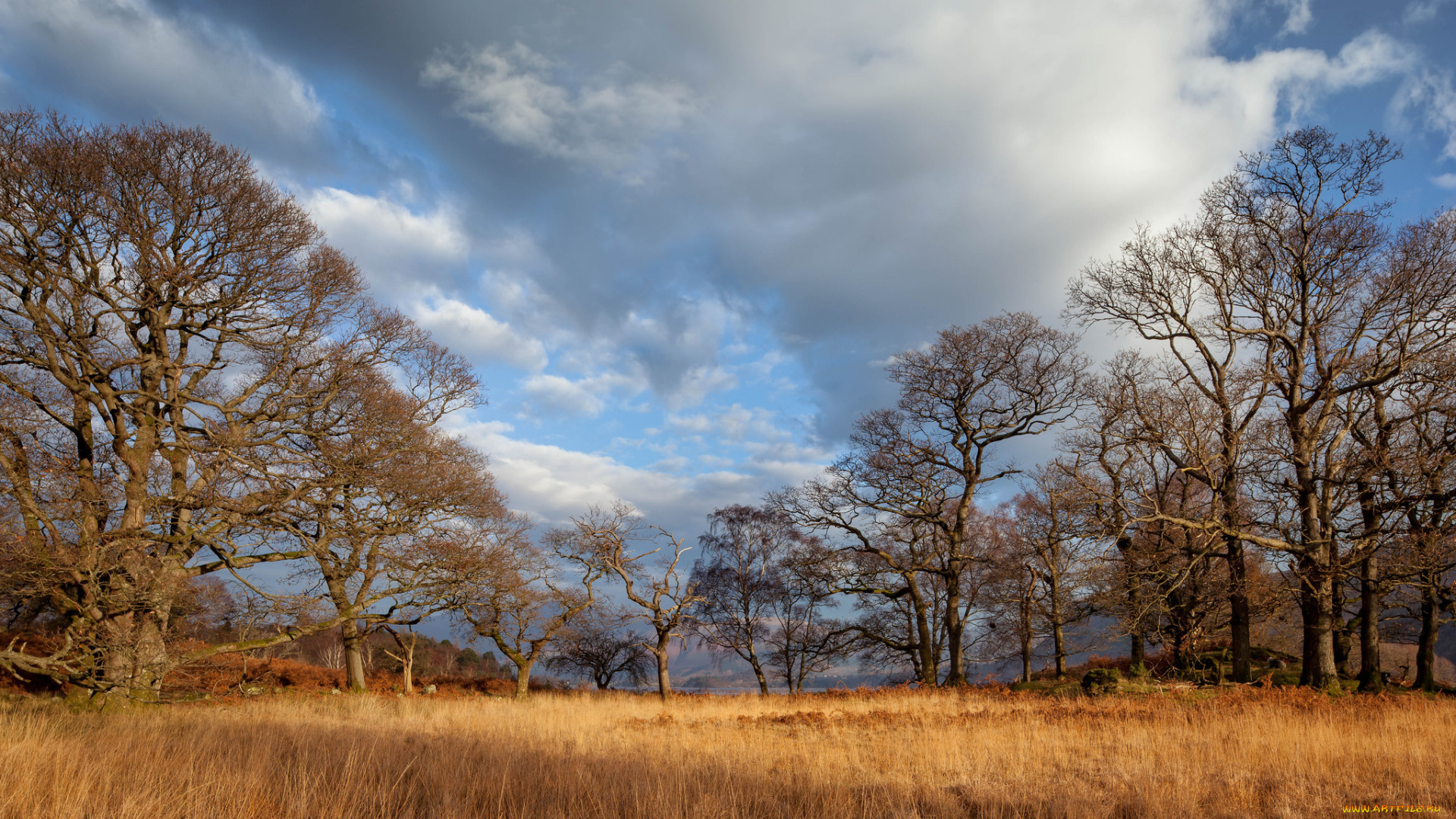 природа, пейзажи, деревья, трава, поляна