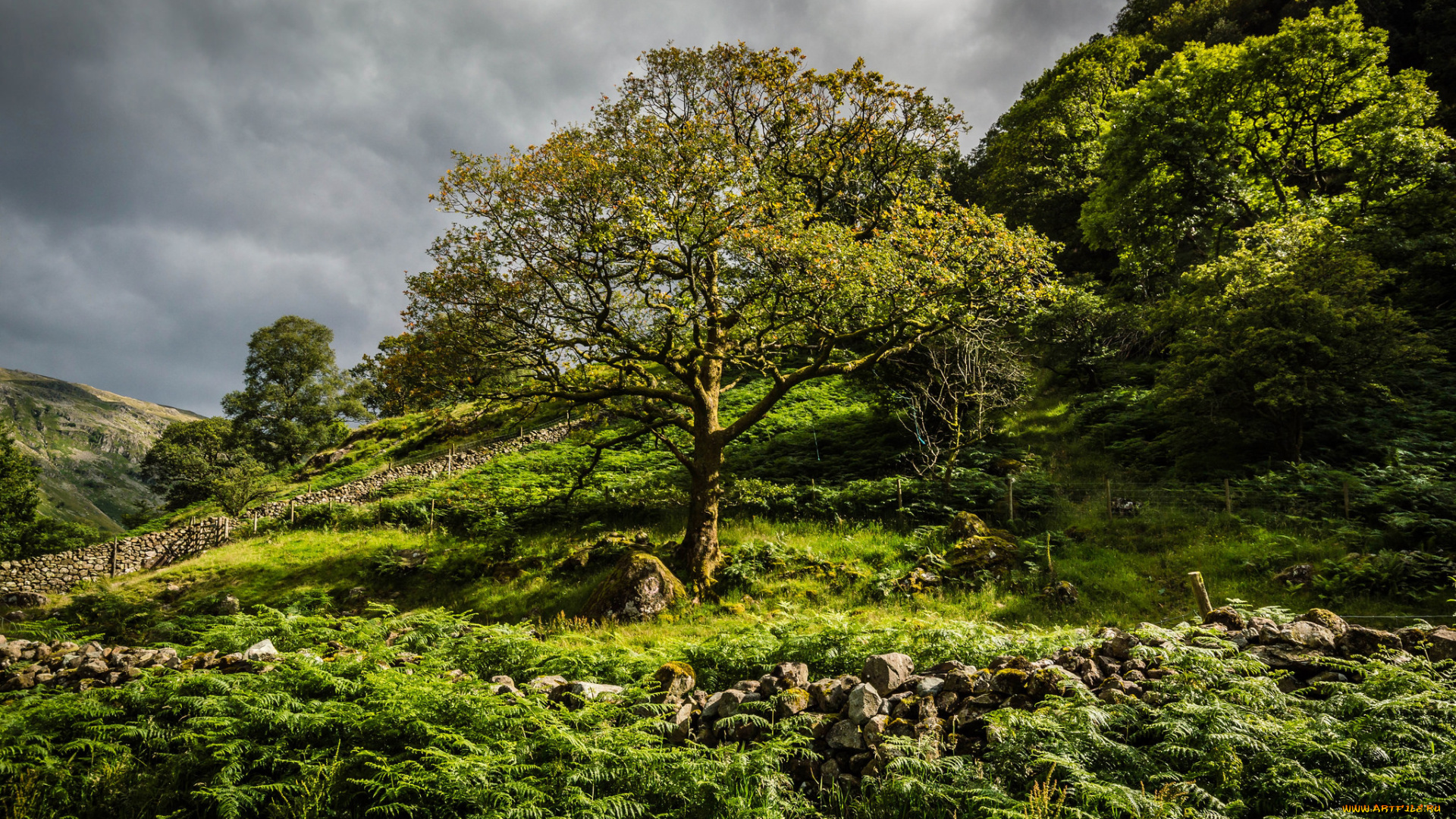 природа, пейзажи, растительность, косогор