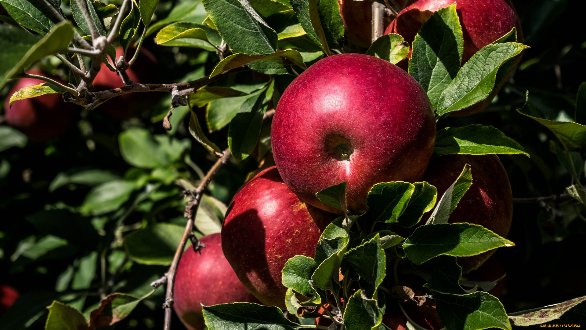 природа, плоды, яблоки
