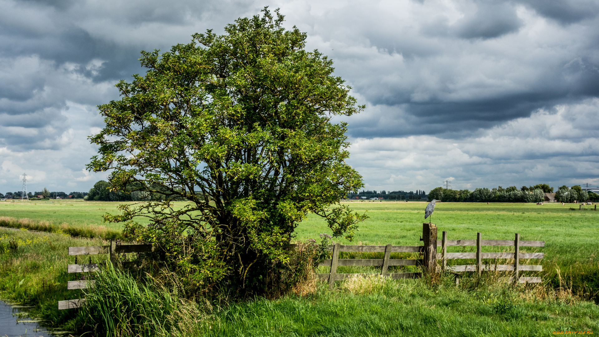 природа, поля, дерево, поле