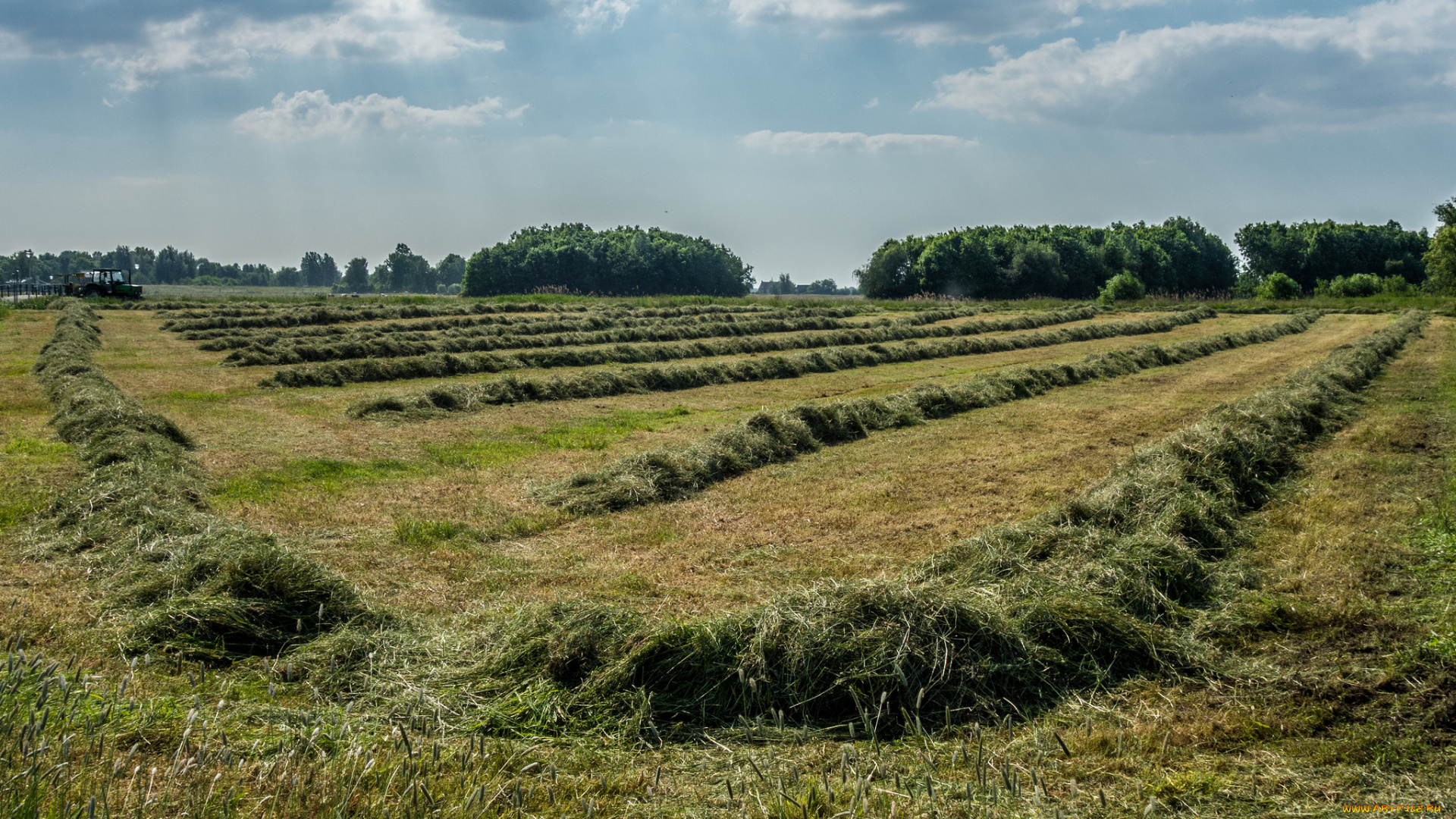 природа, поля, поле, покос