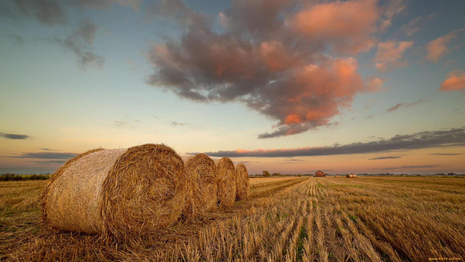 природа, поля, жнивье, валки