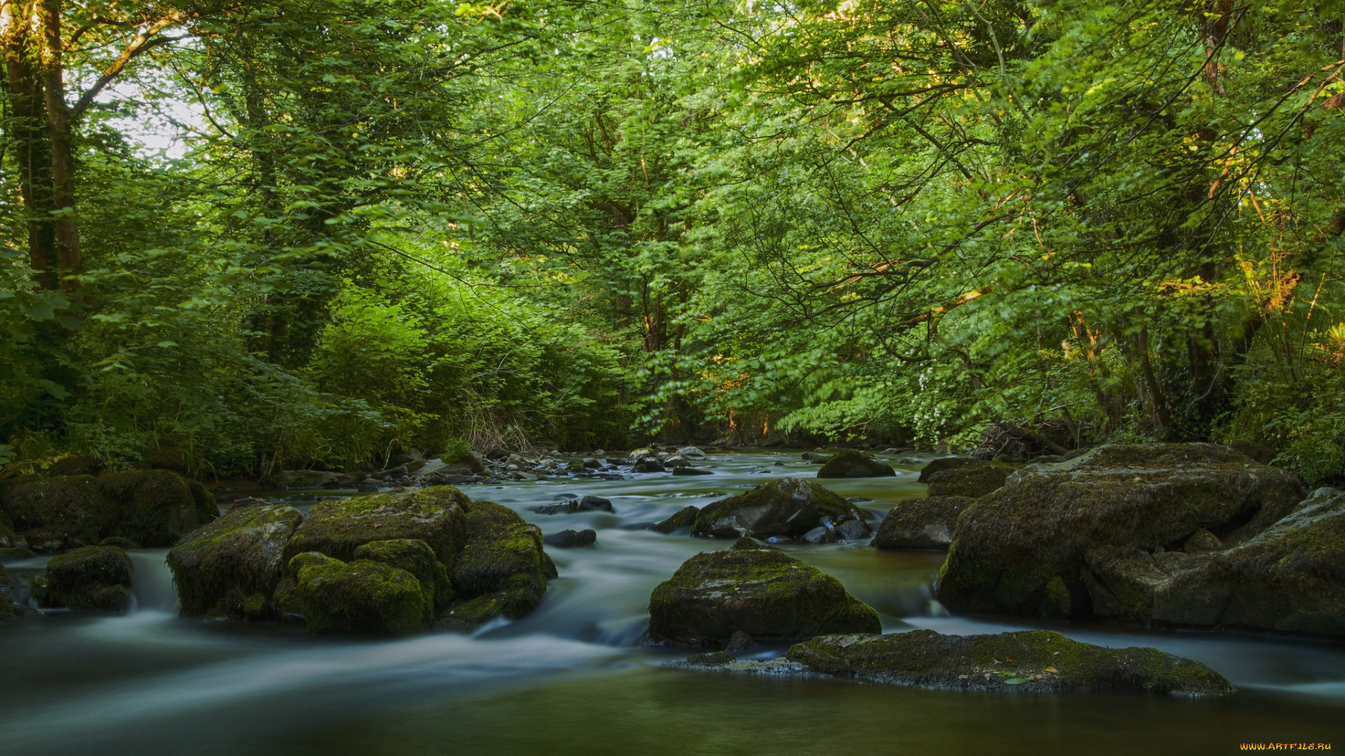 природа, реки, озера, лес, река