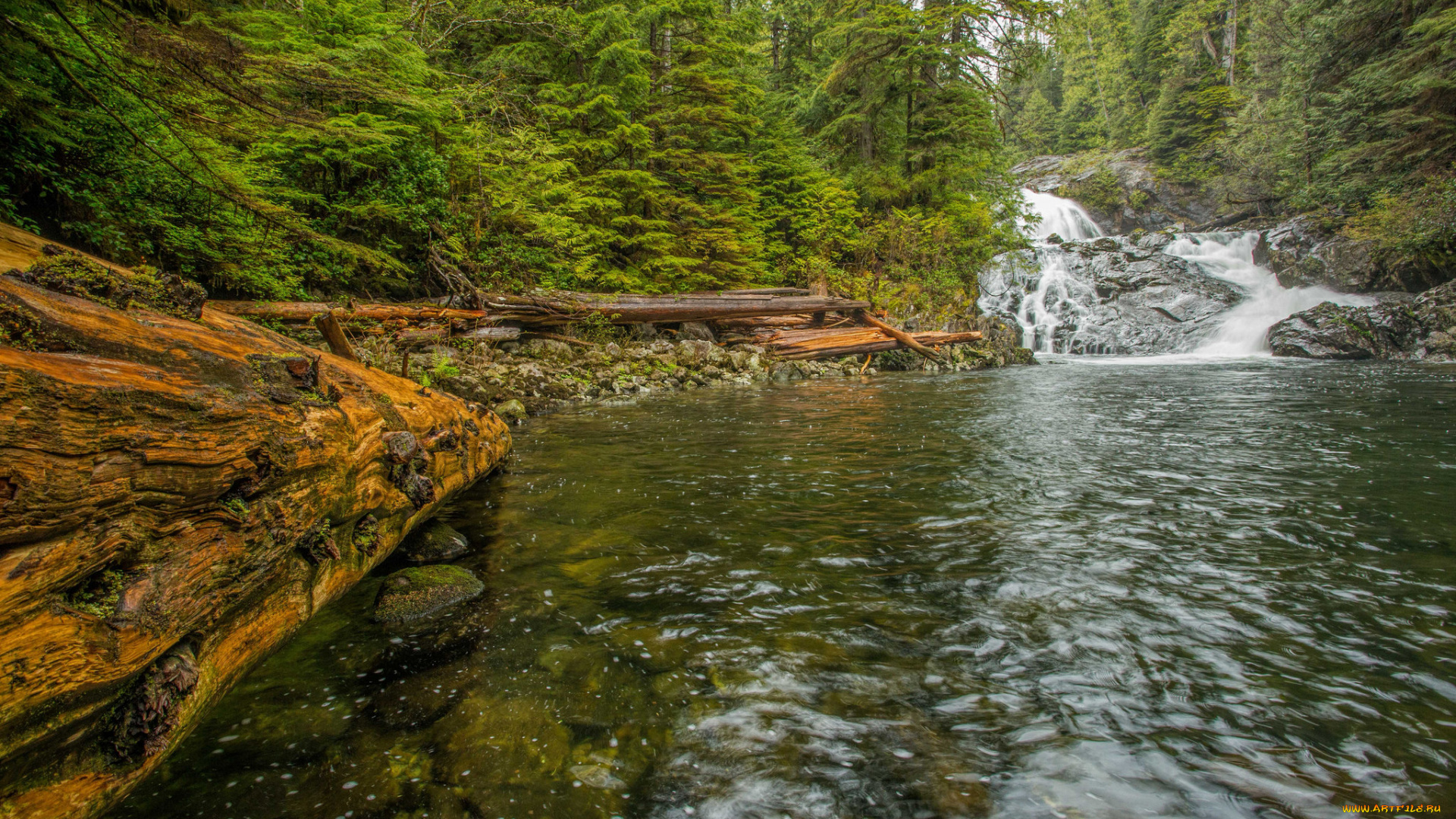 природа, реки, озера, лес, река