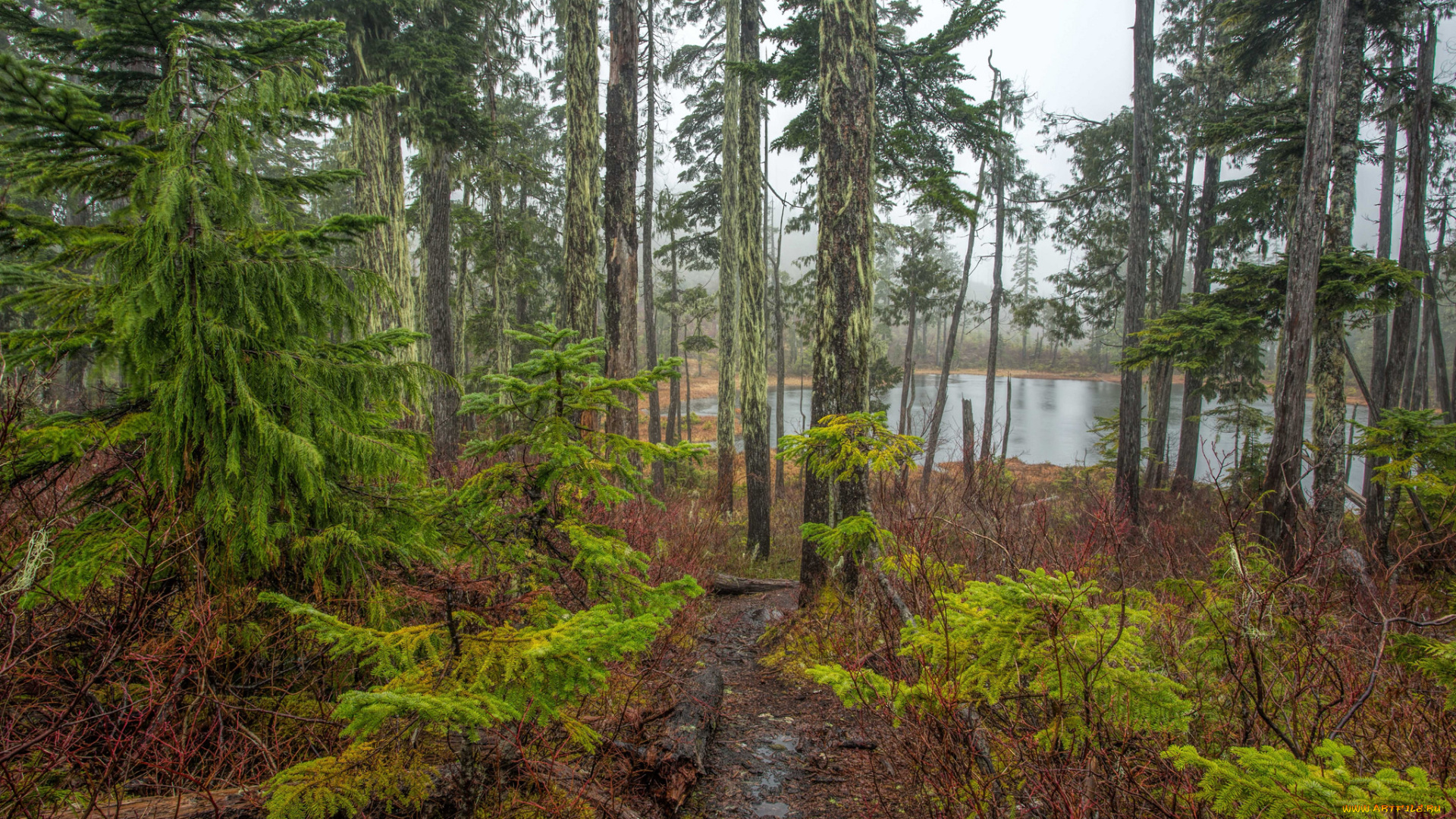 природа, реки, озера, лес, река