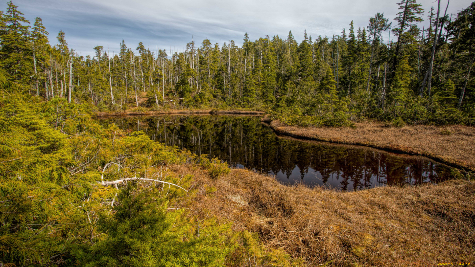природа, реки, озера, лес, река