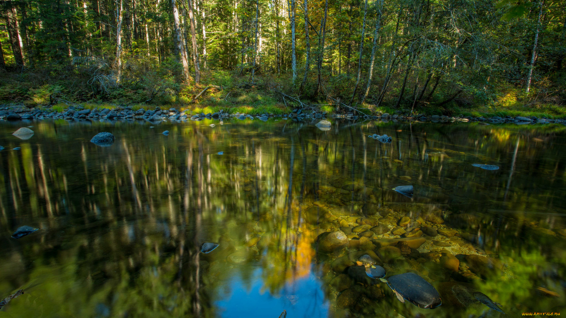 природа, реки, озера, лес, река
