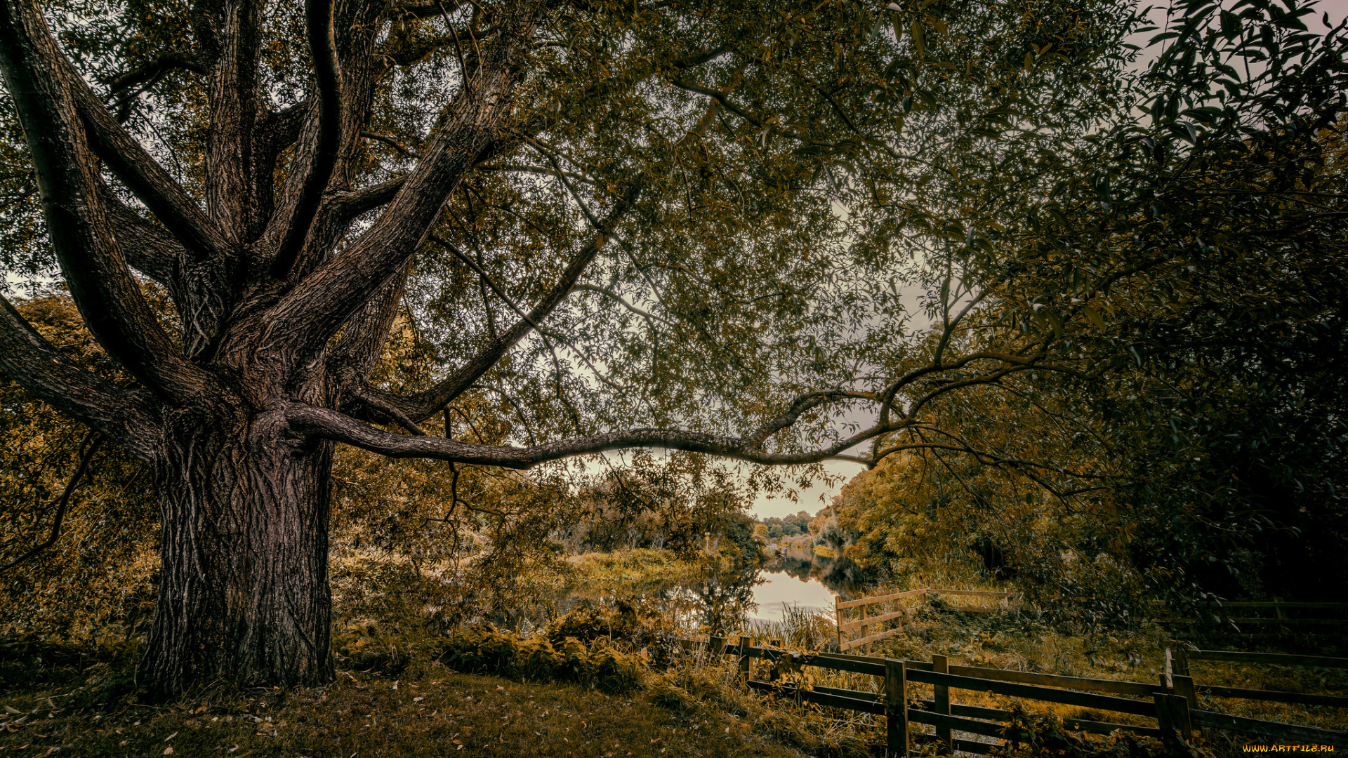 природа, реки, озера, лес, река, изгородь