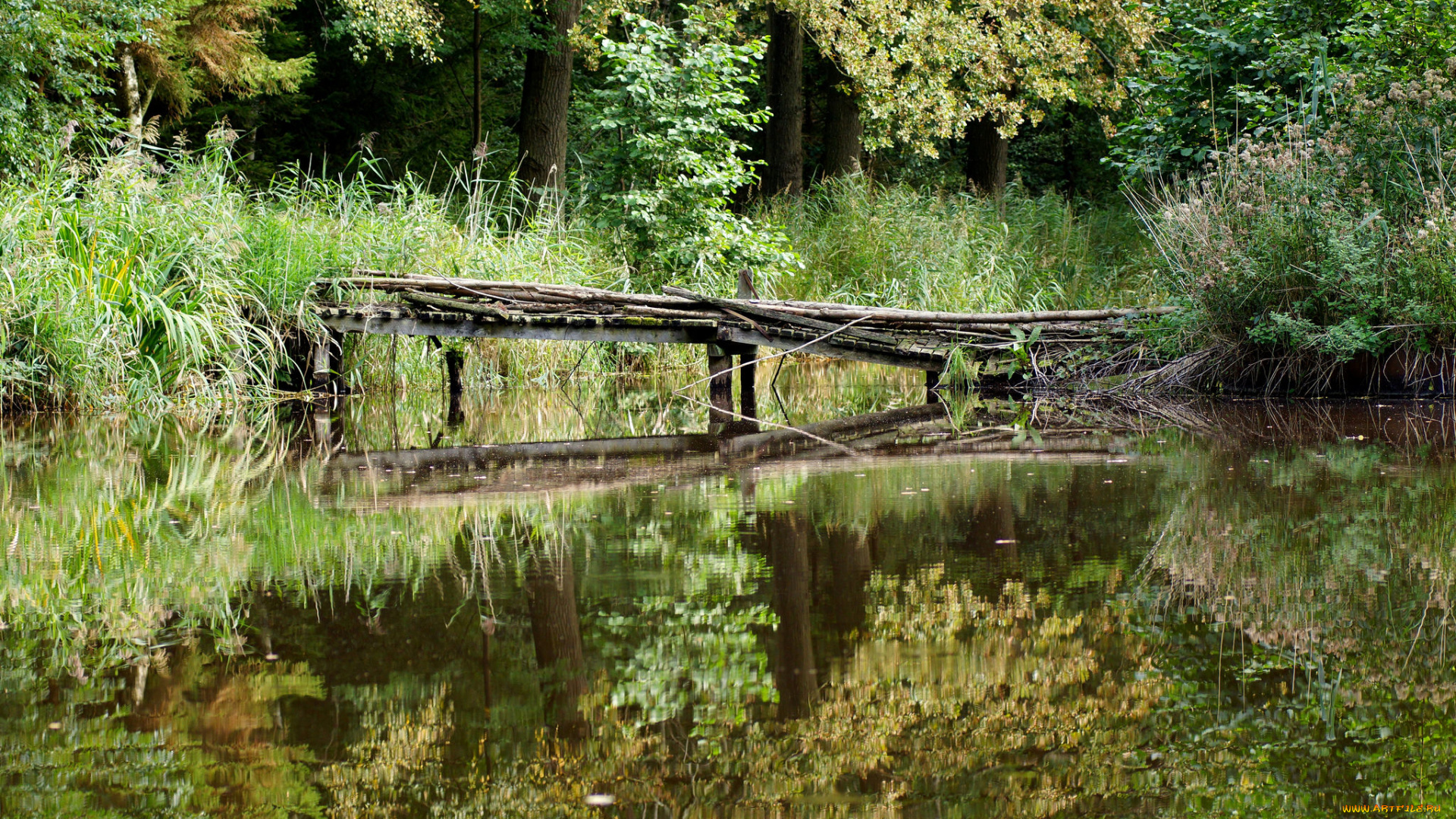 природа, реки, озера, мостик, река, лес
