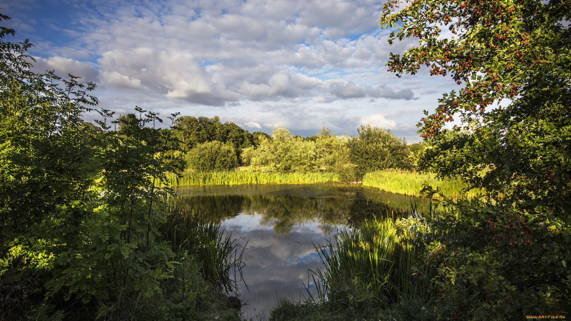 природа, реки, озера, облака, река, лес