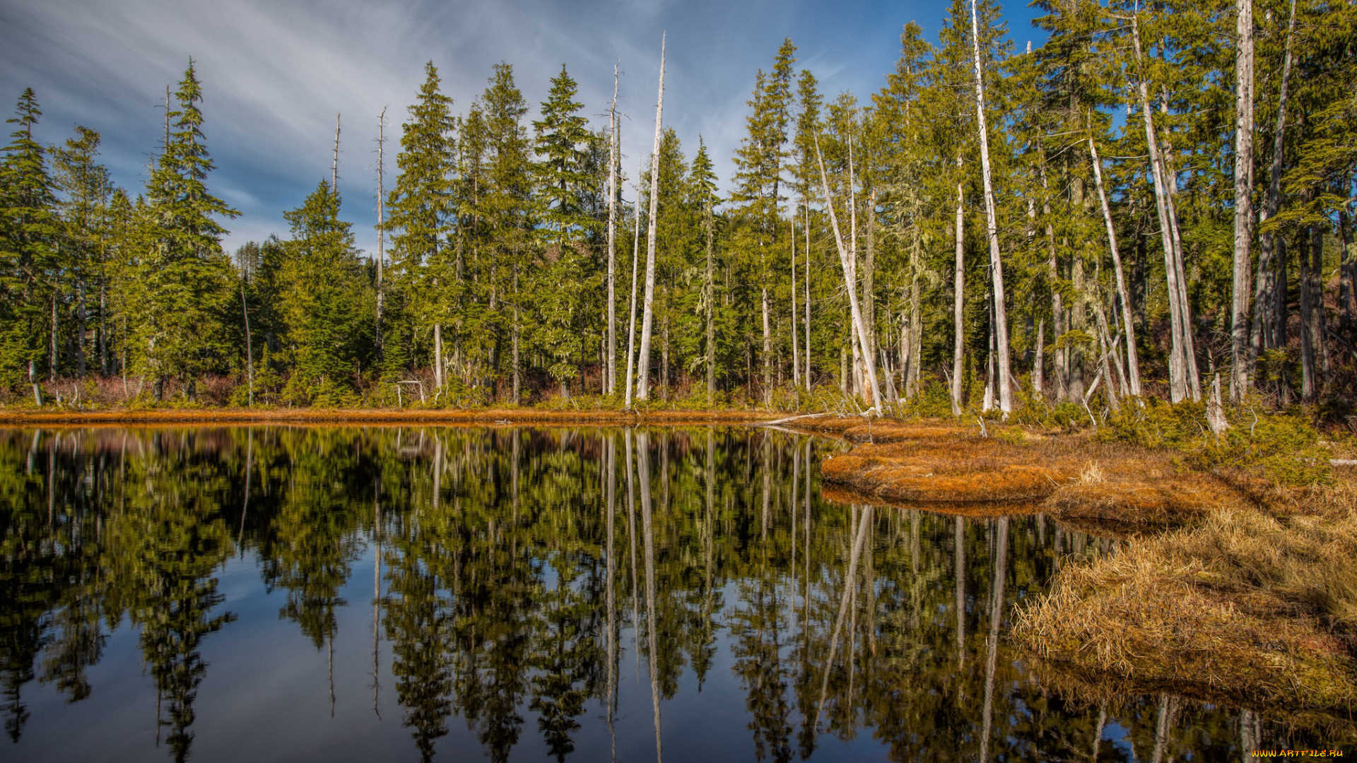 природа, реки, озера, река, лес