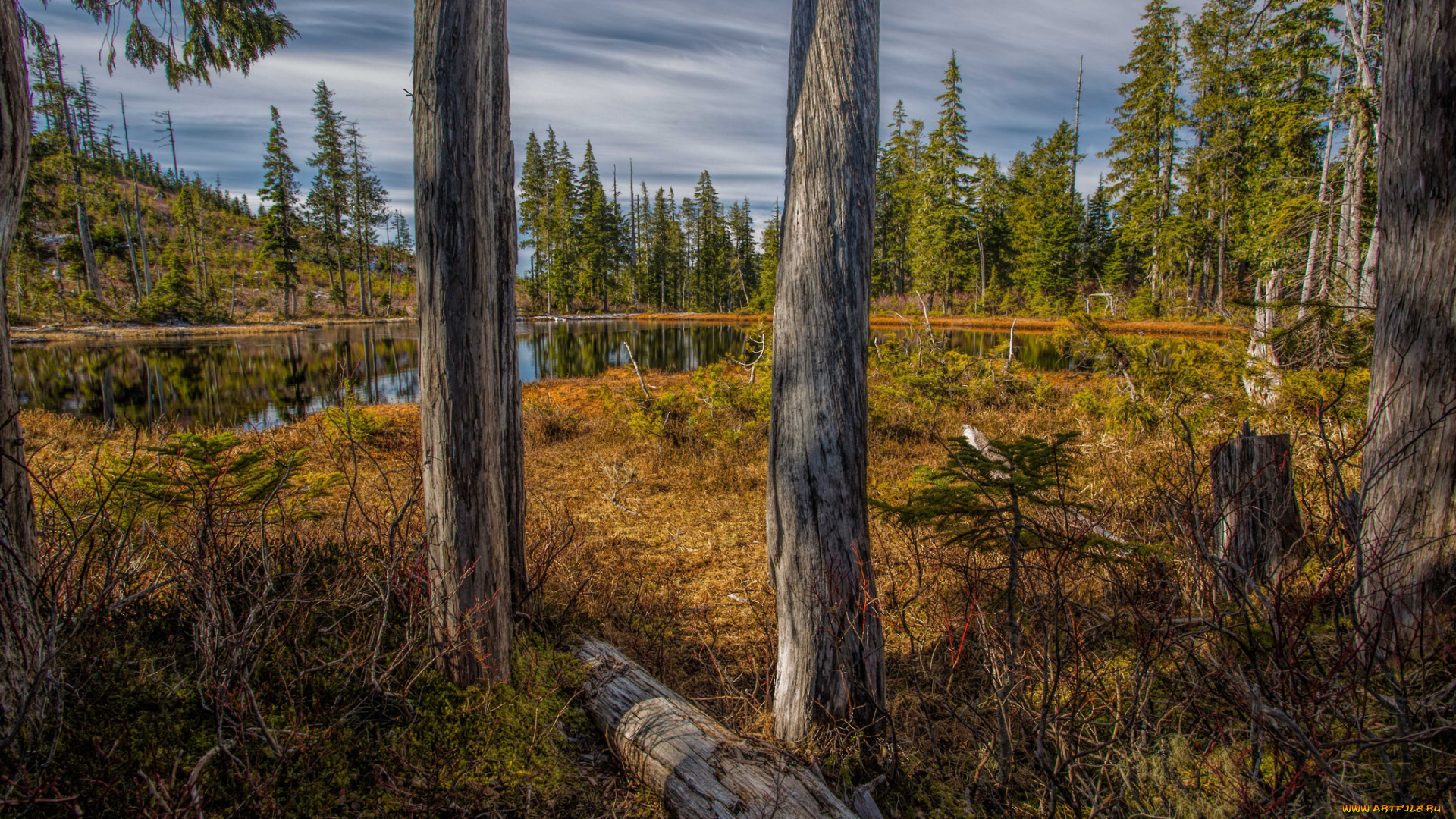 природа, реки, озера, река, лес