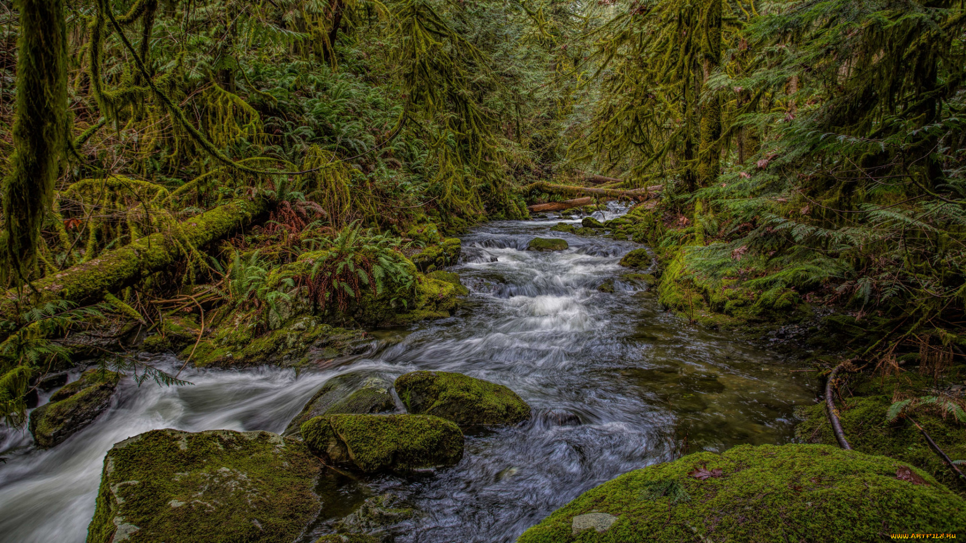 природа, реки, озера, река, лес