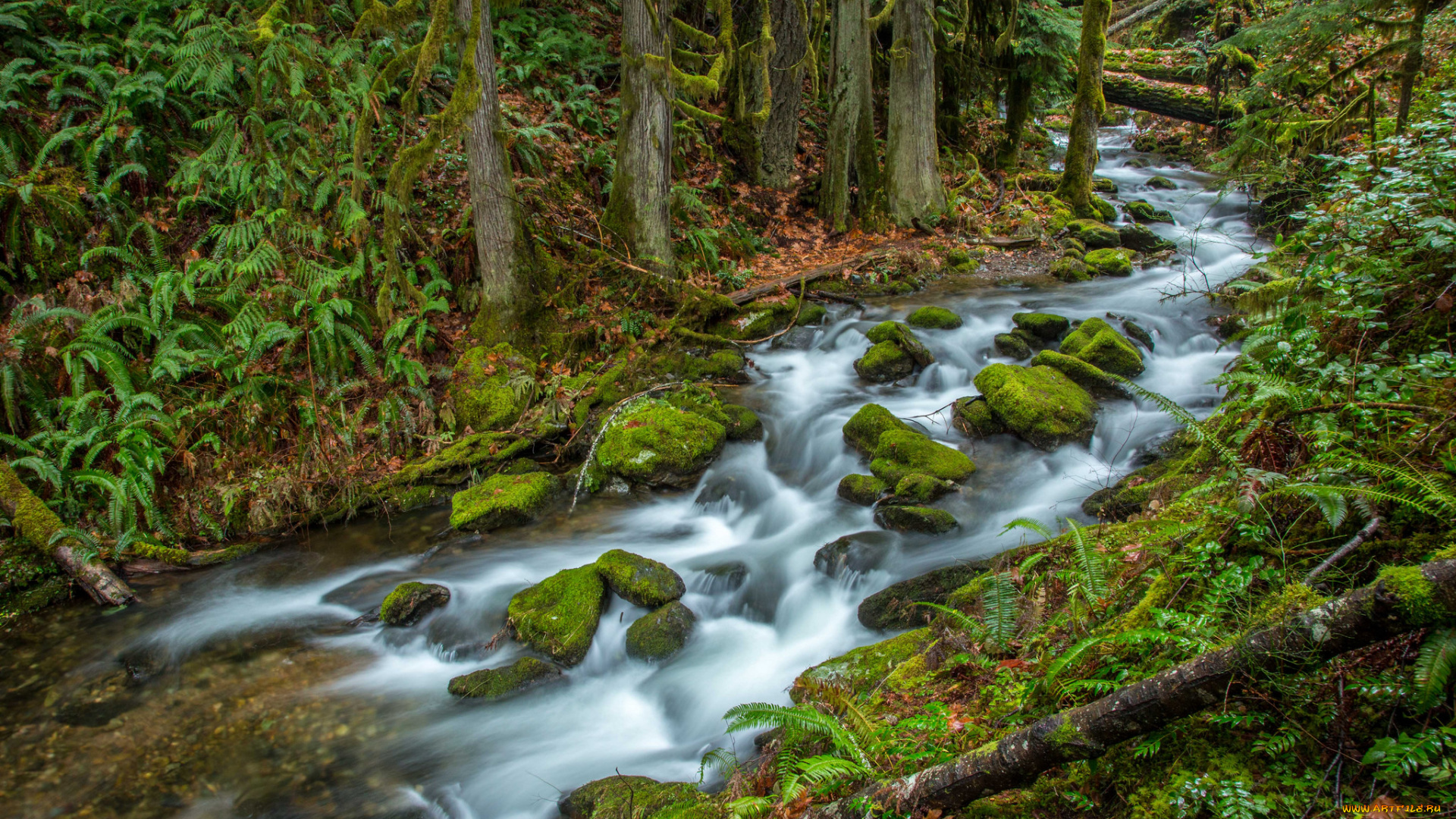 природа, реки, озера, река, лес