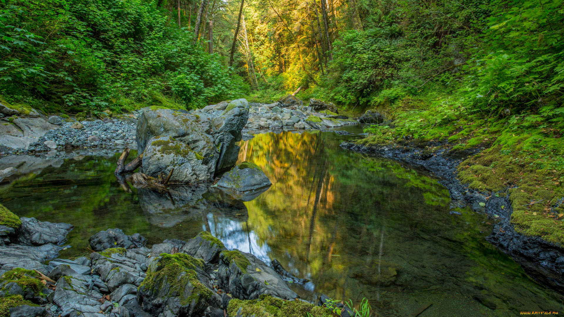 природа, реки, озера, река, лес