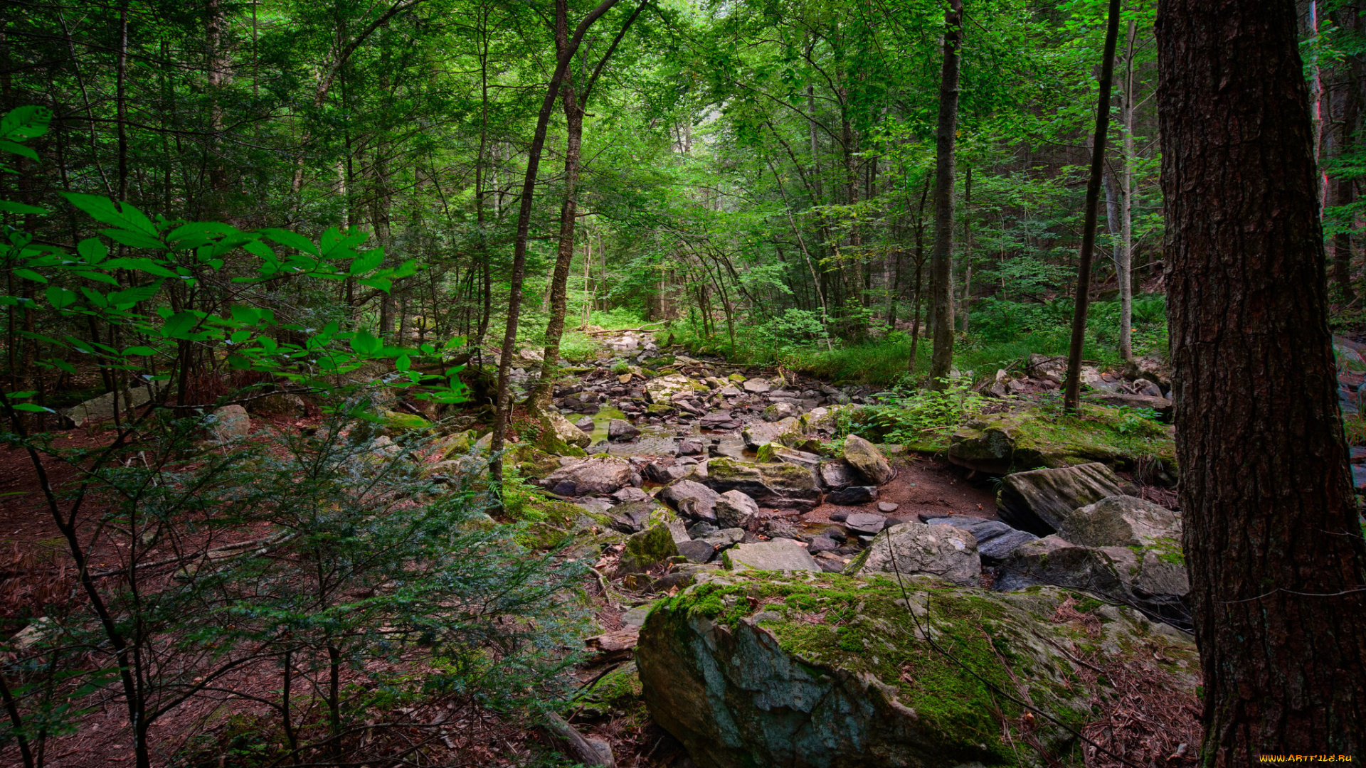 природа, реки, озера, ручей, лес