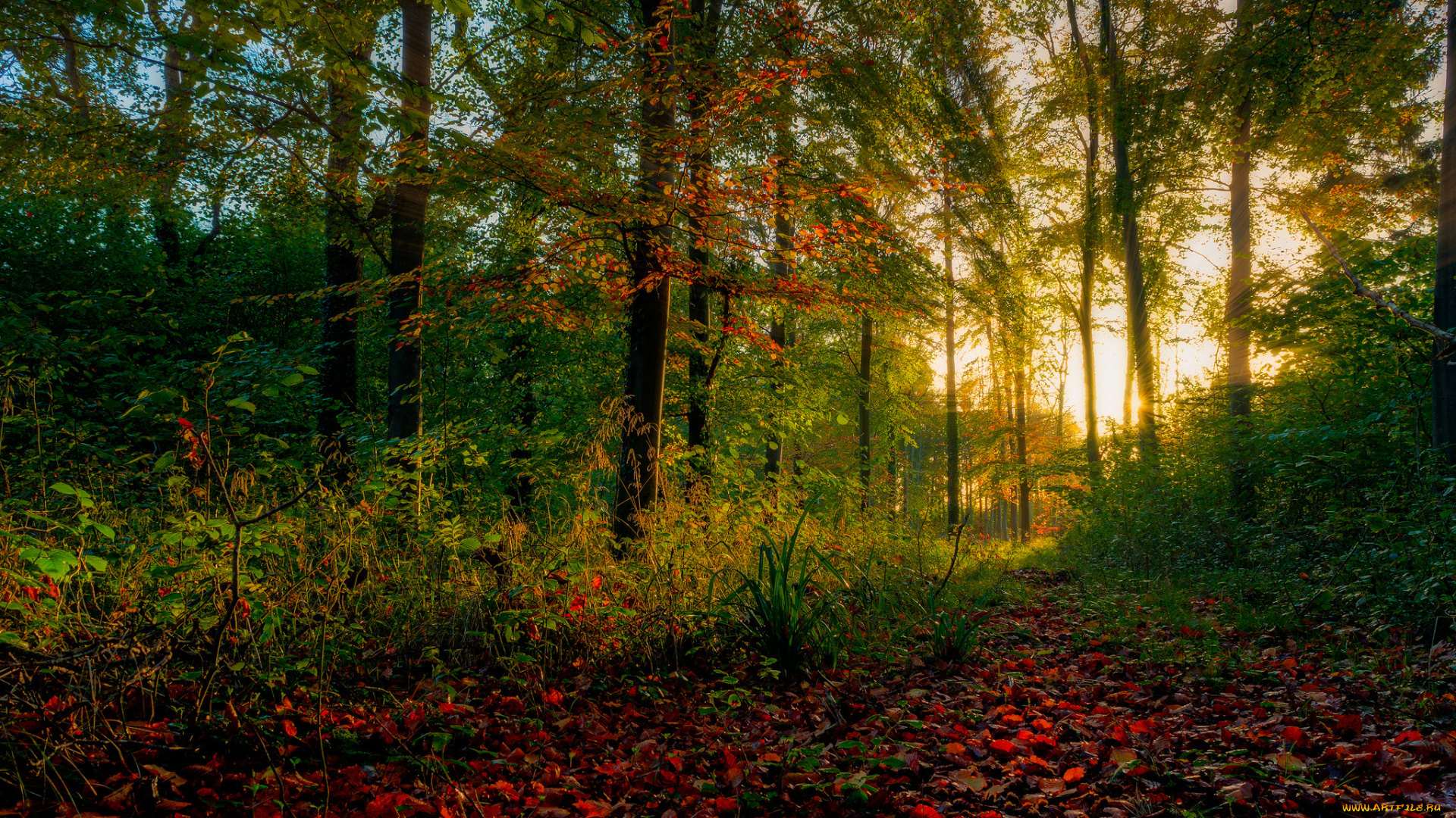 природа, восходы, закаты, лес, рассвет