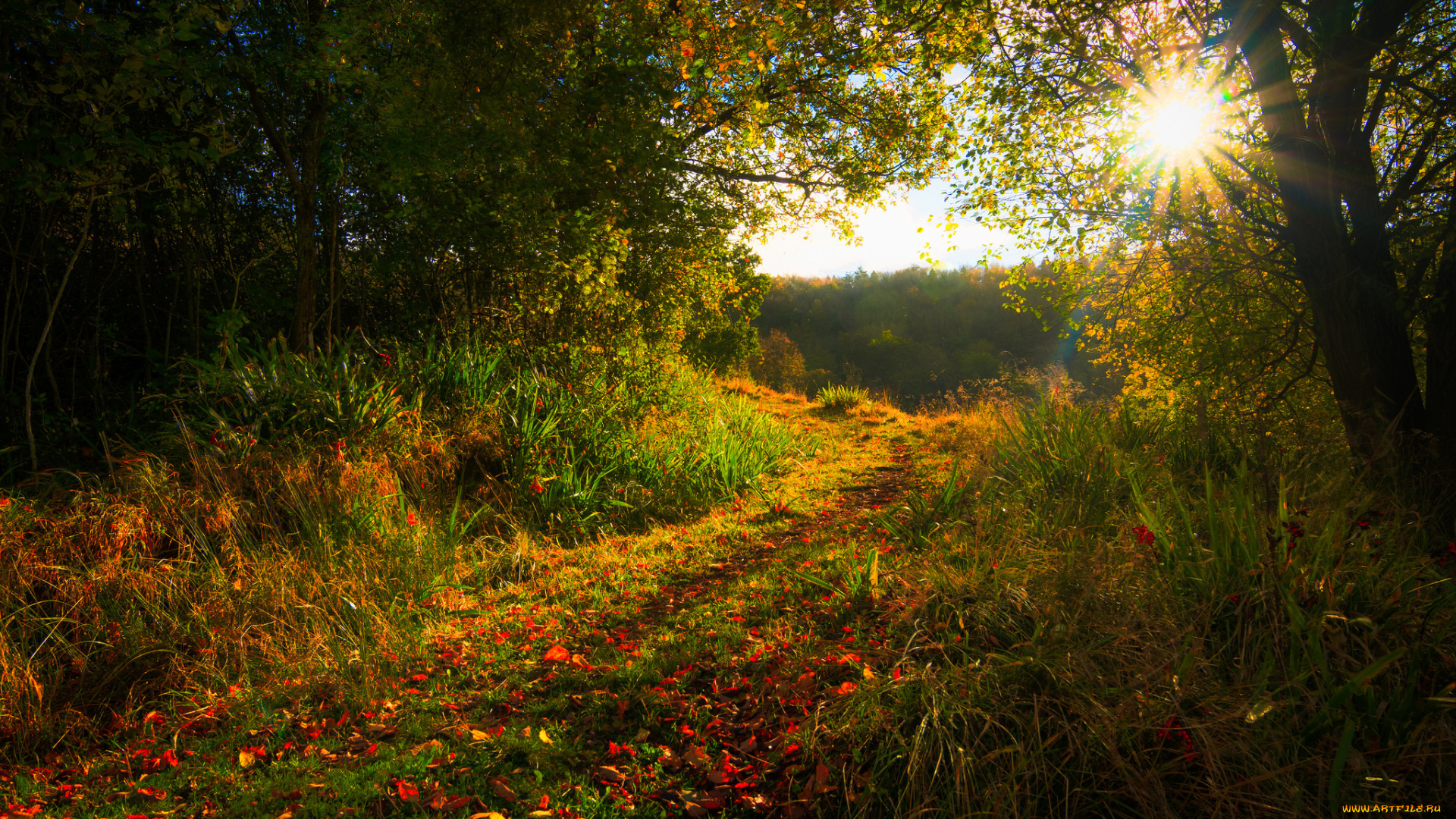 природа, восходы, закаты, тропинка, лес