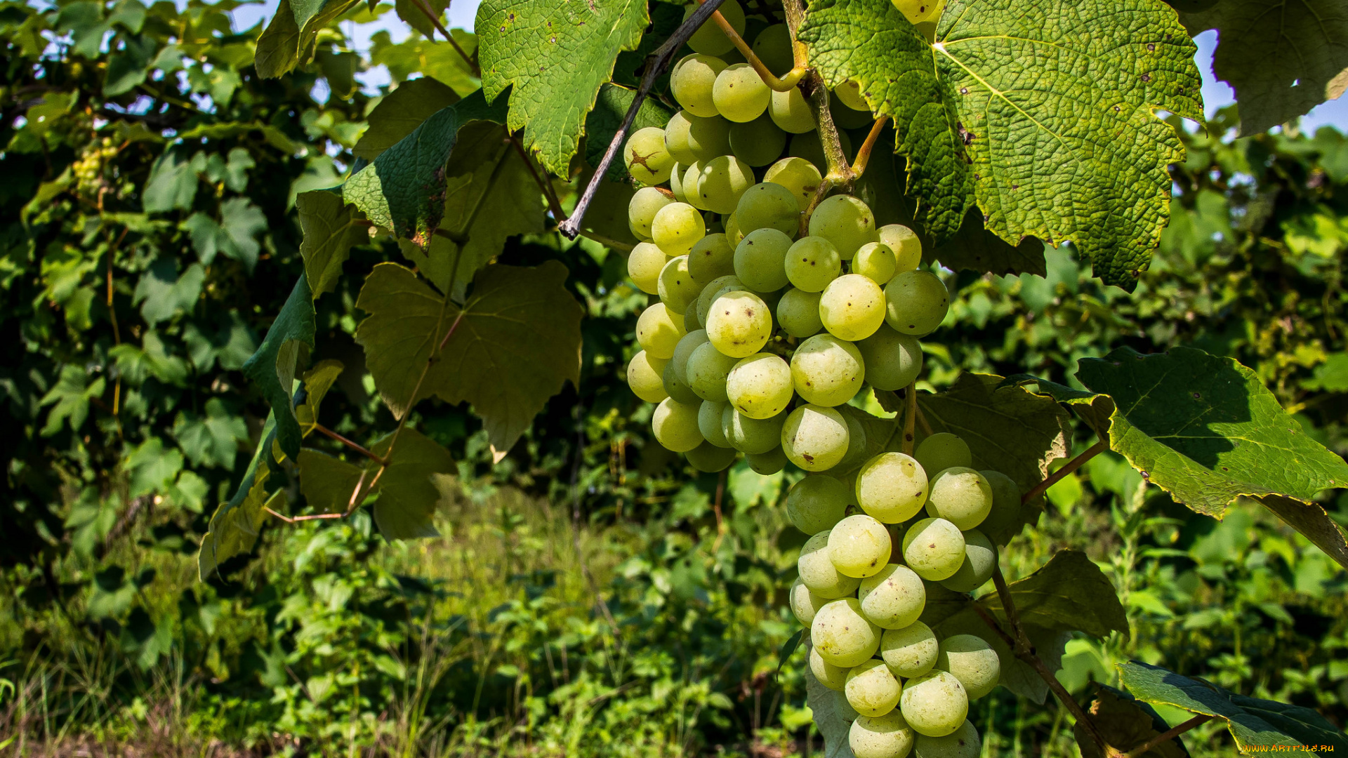 природа, Ягоды, , виноград, лоза