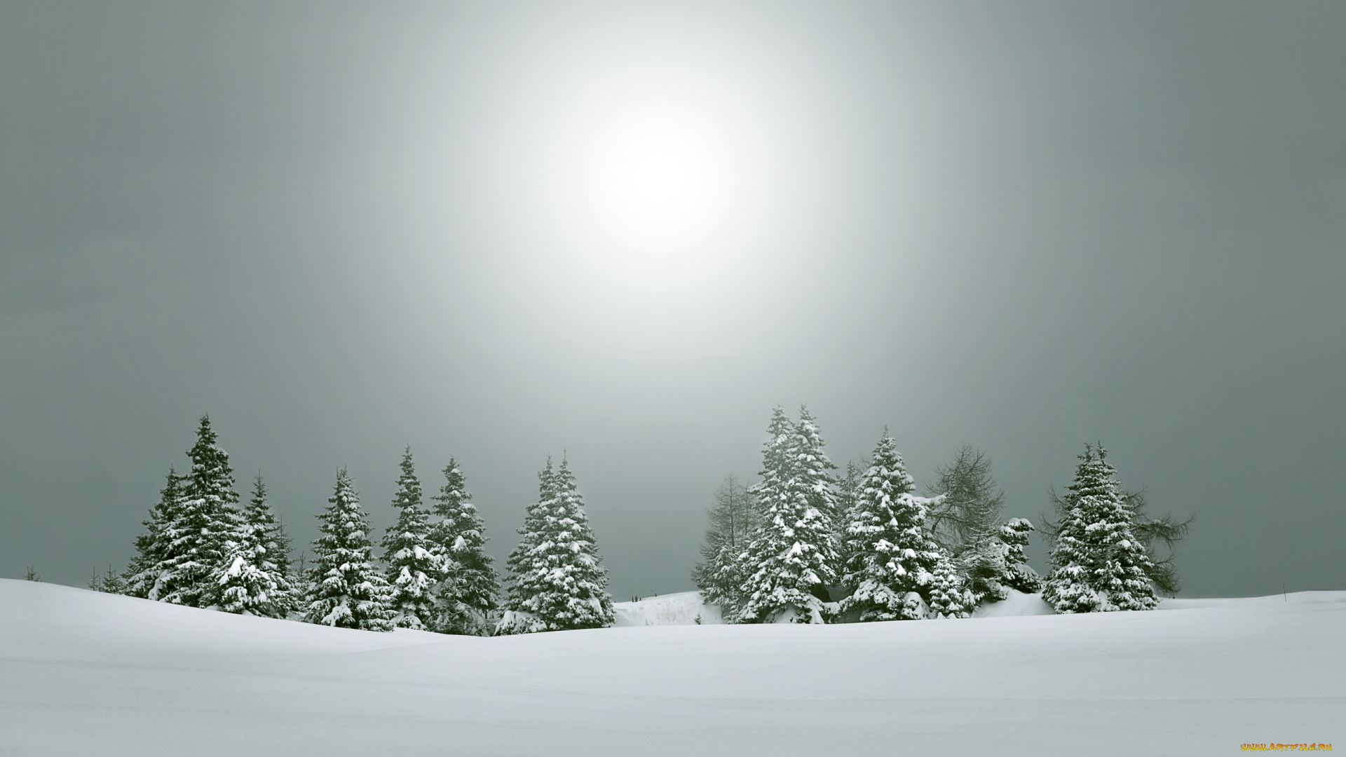 природа, зима, ёлки, снег