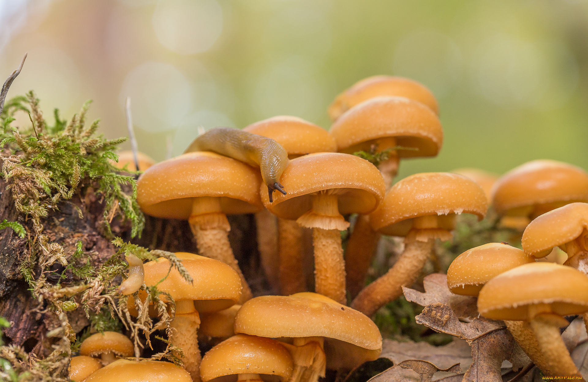 природа, грибы