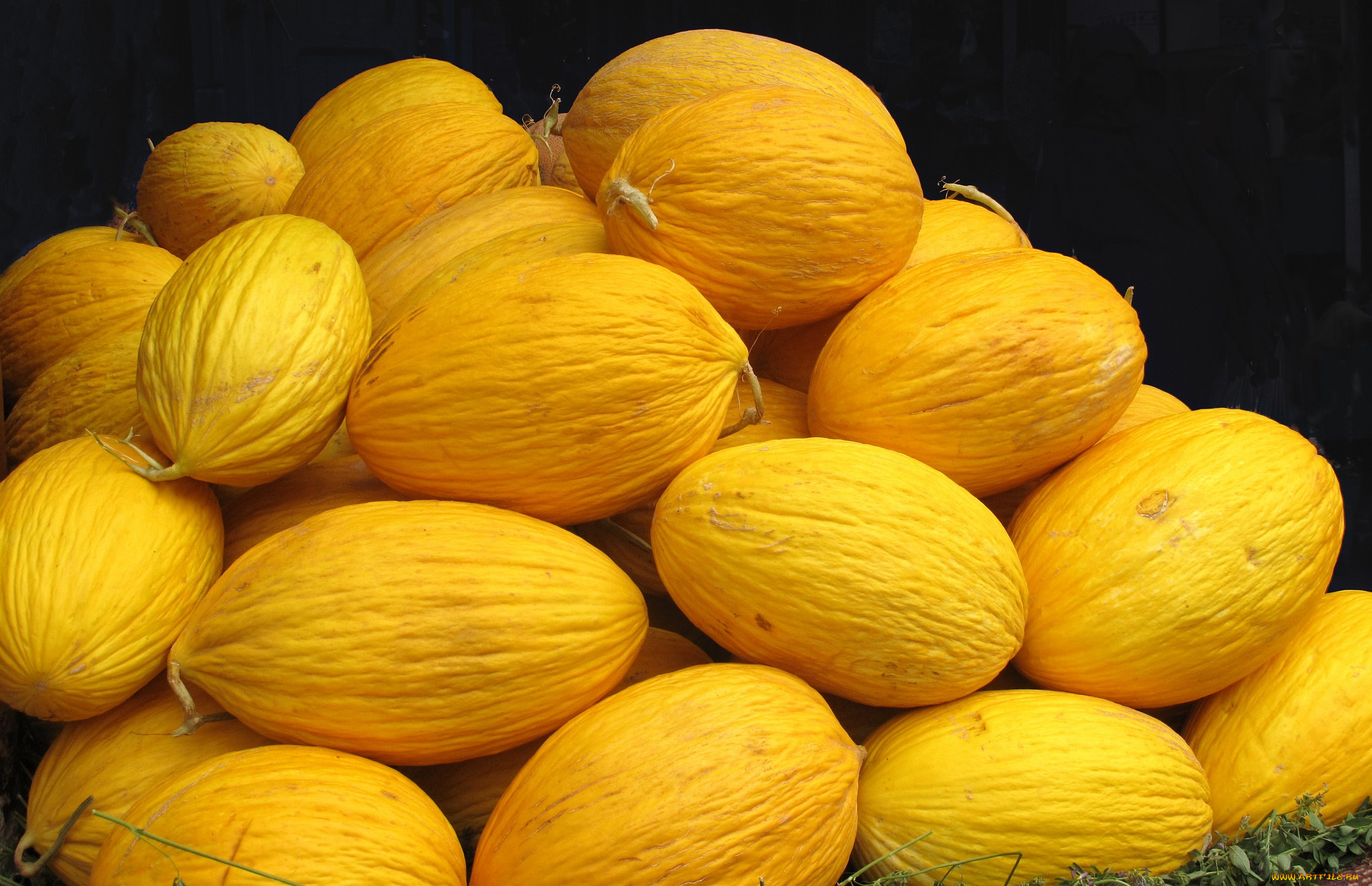 еда, дыня, урожай