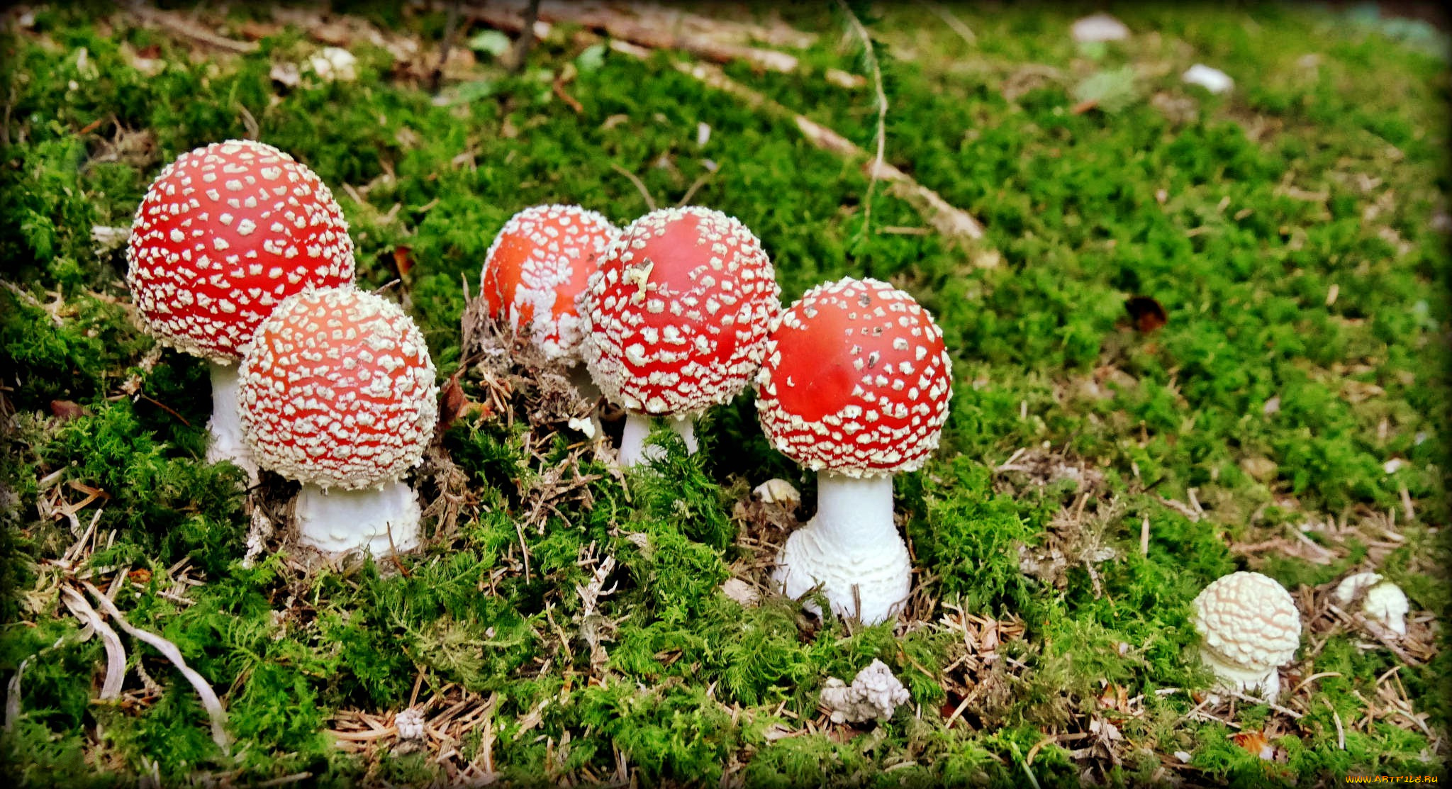 природа, грибы, , мухомор, грибочки