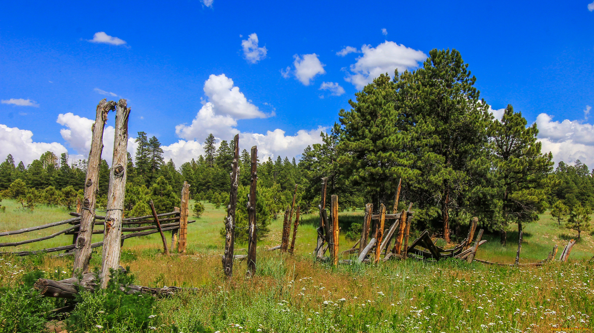 природа, луга, деревья, трава, поляна