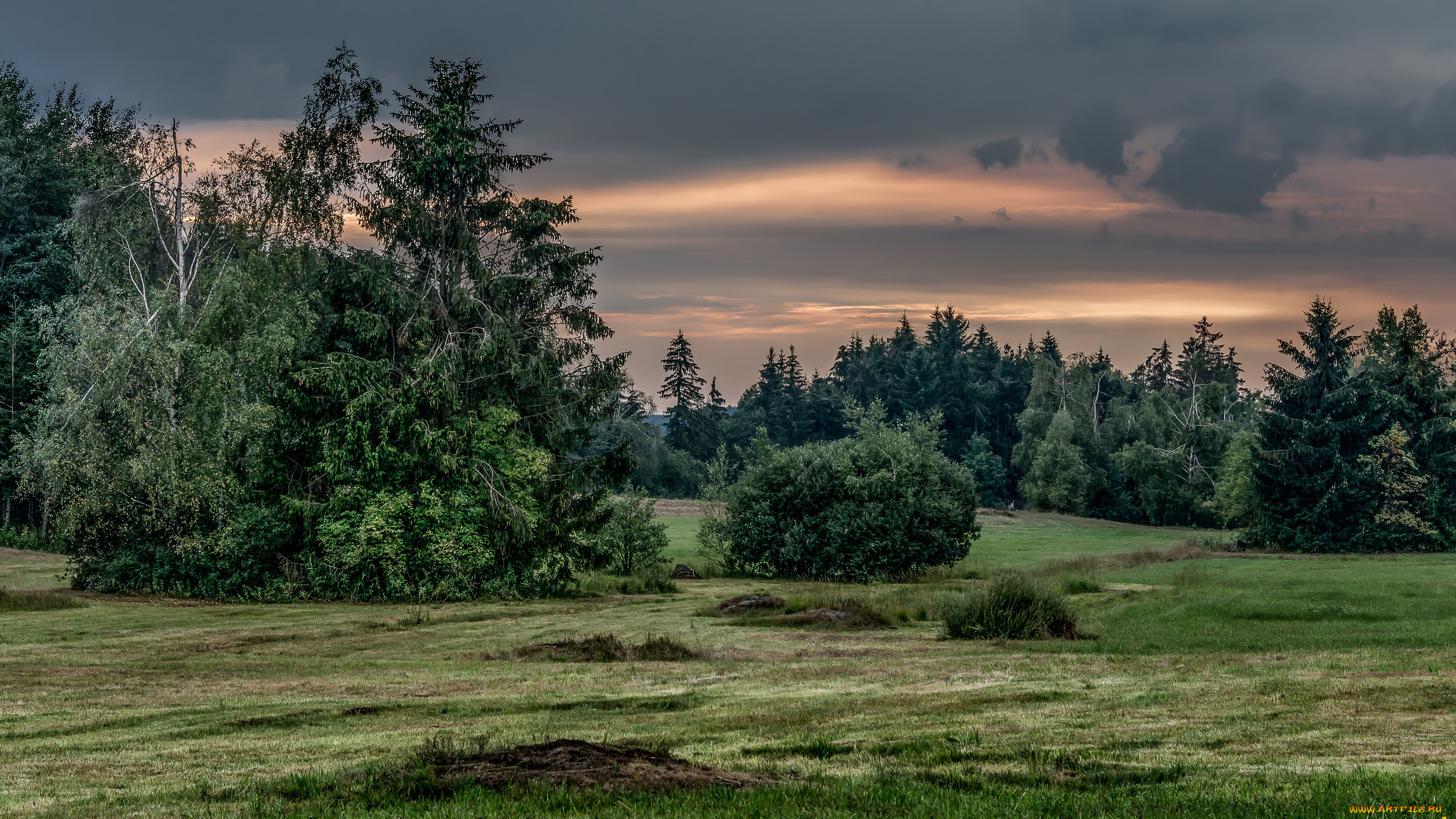 природа, лес, ели, поляна