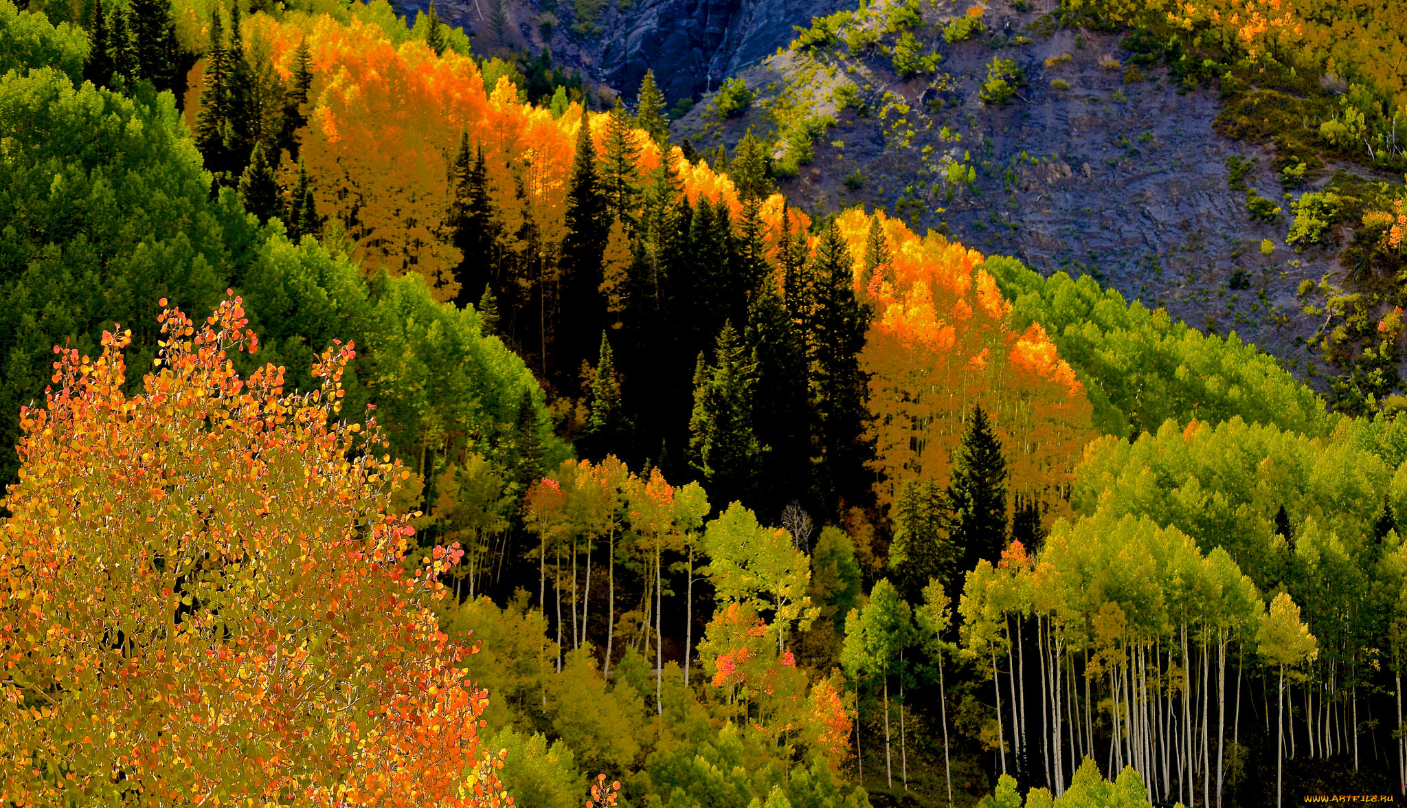 природа, лес, осень