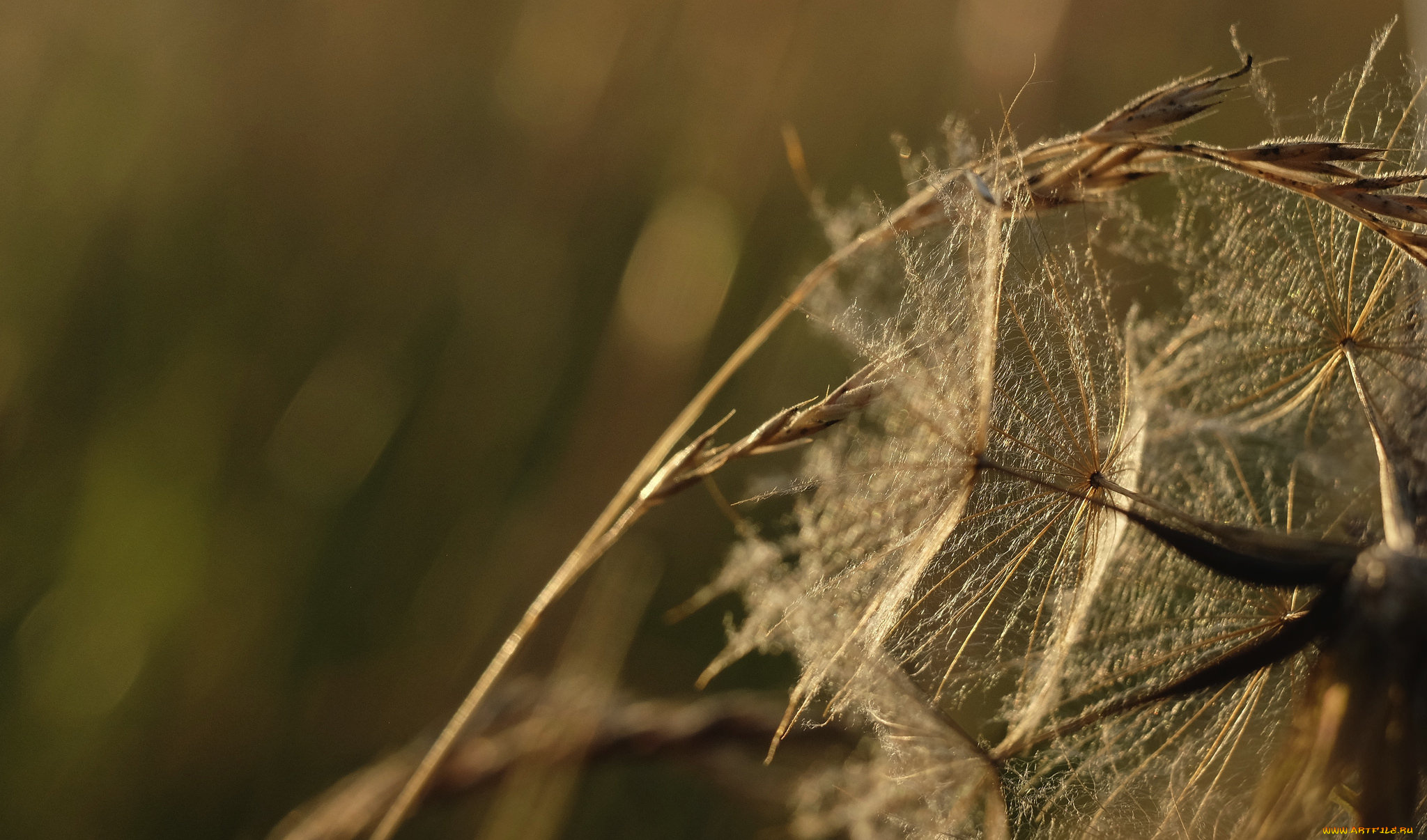 природа, макро