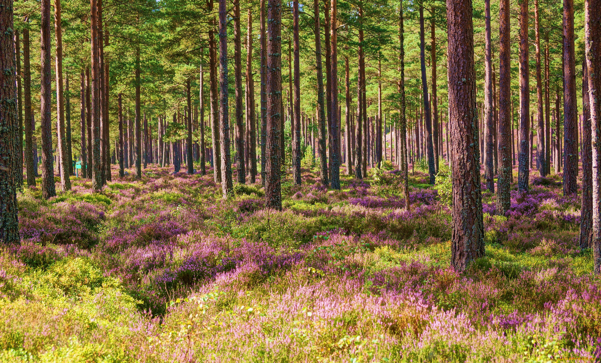 природа, лес, бор, сосновый