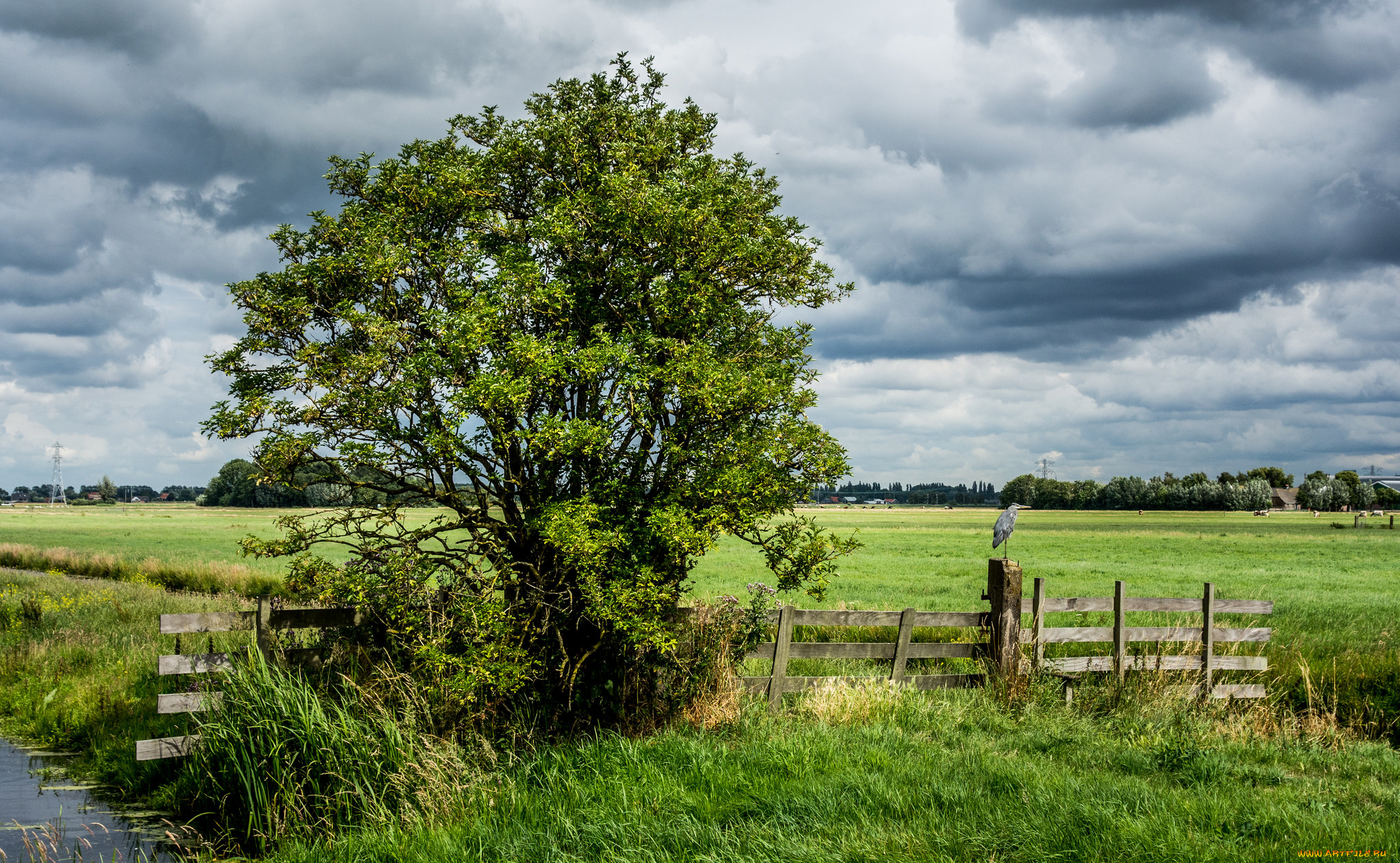 природа, поля, дерево, поле