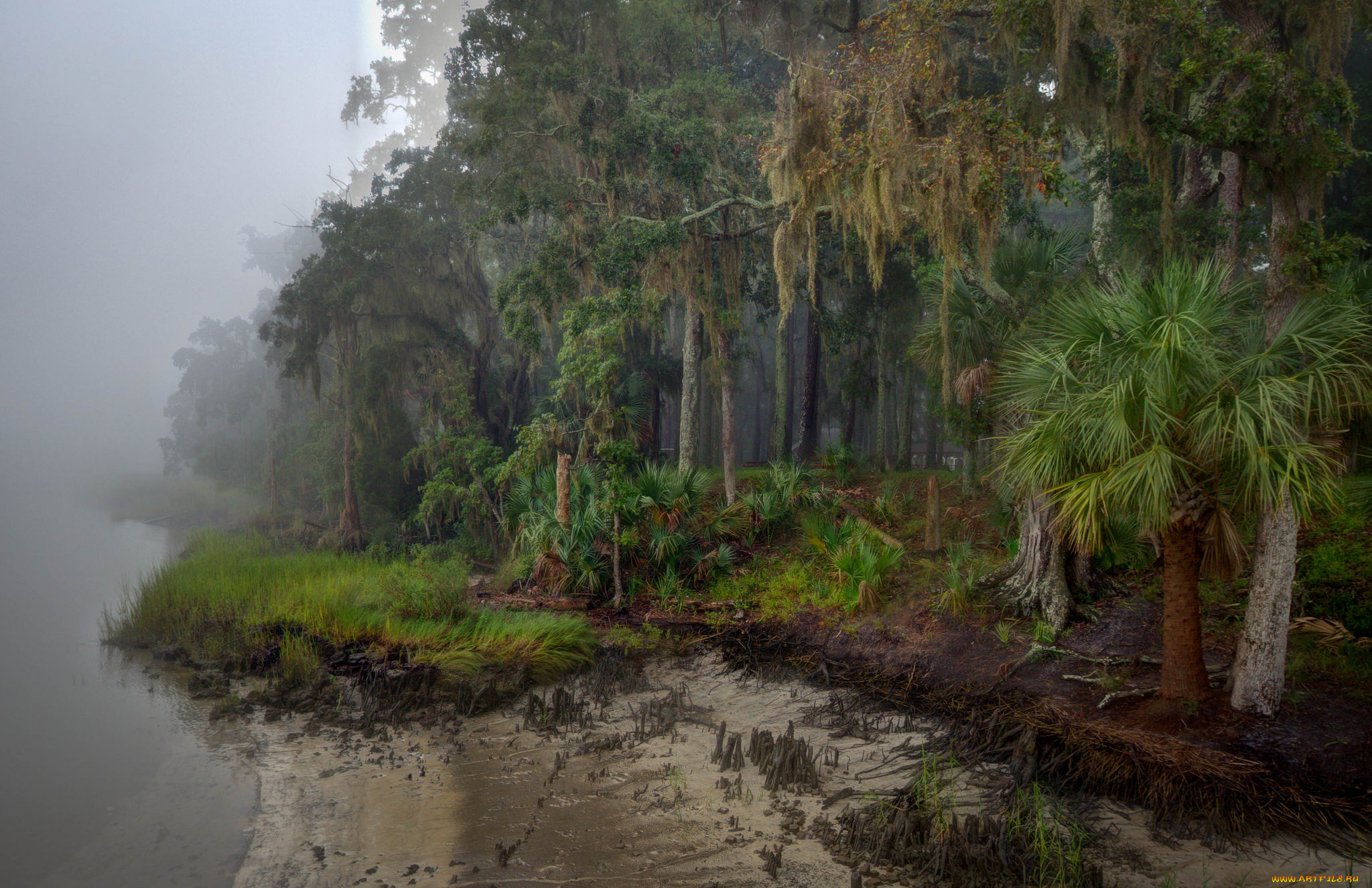 природа, реки, озера, лес, река