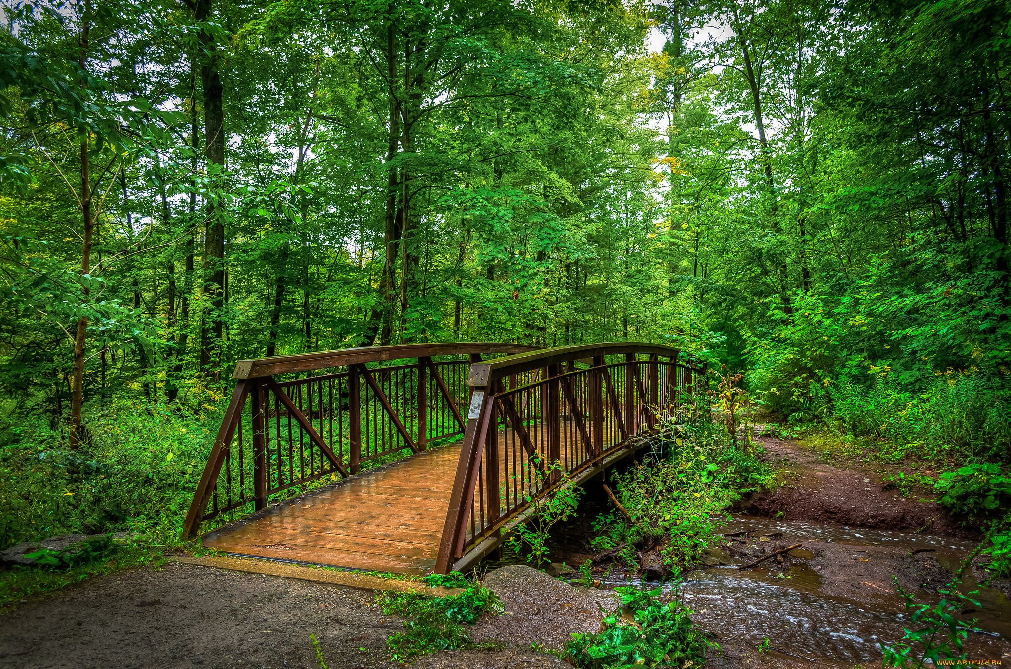 природа, дороги, тропинка, мостик, лес