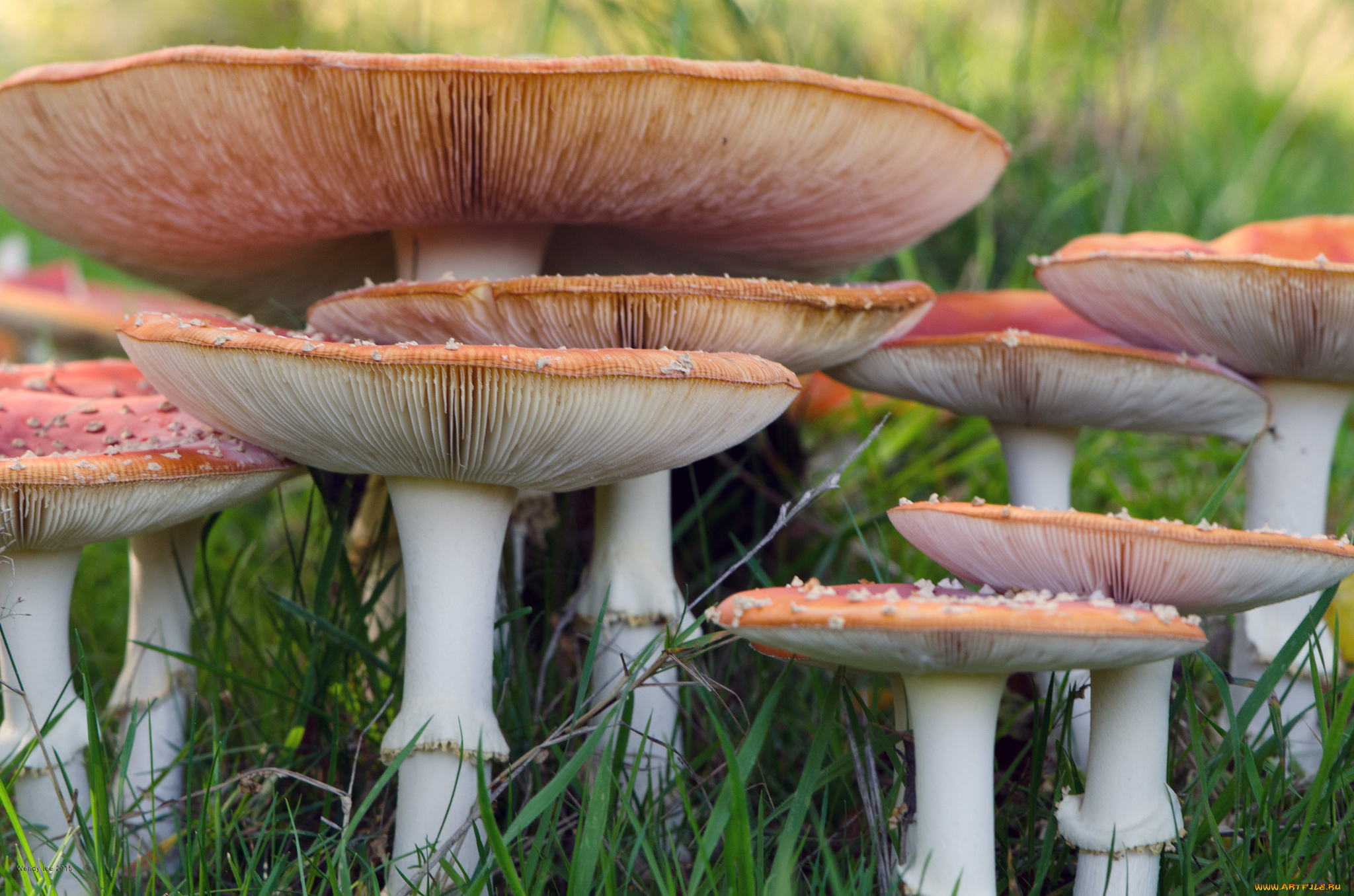 природа, грибы, , мухомор