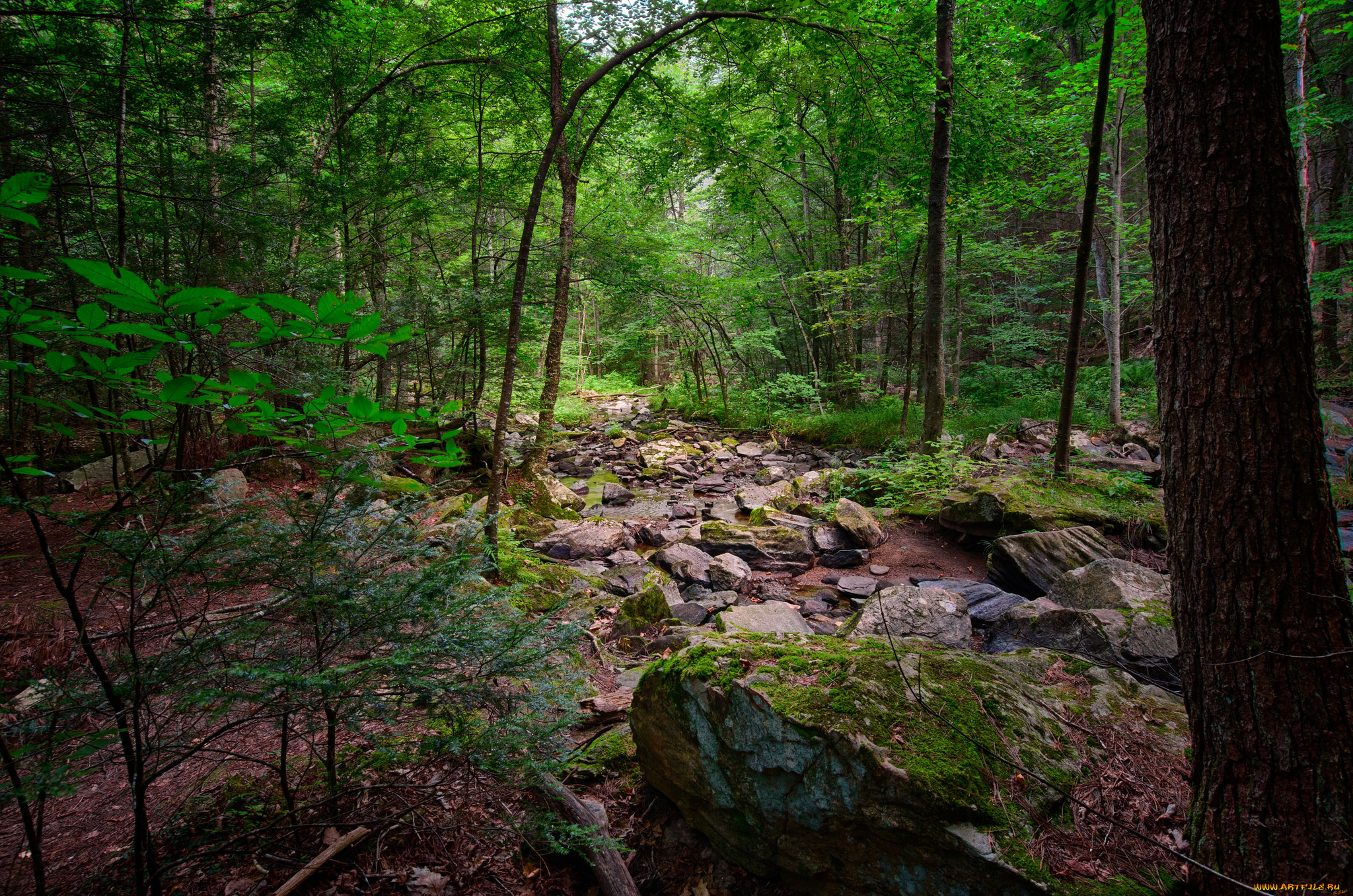 природа, реки, озера, ручей, лес