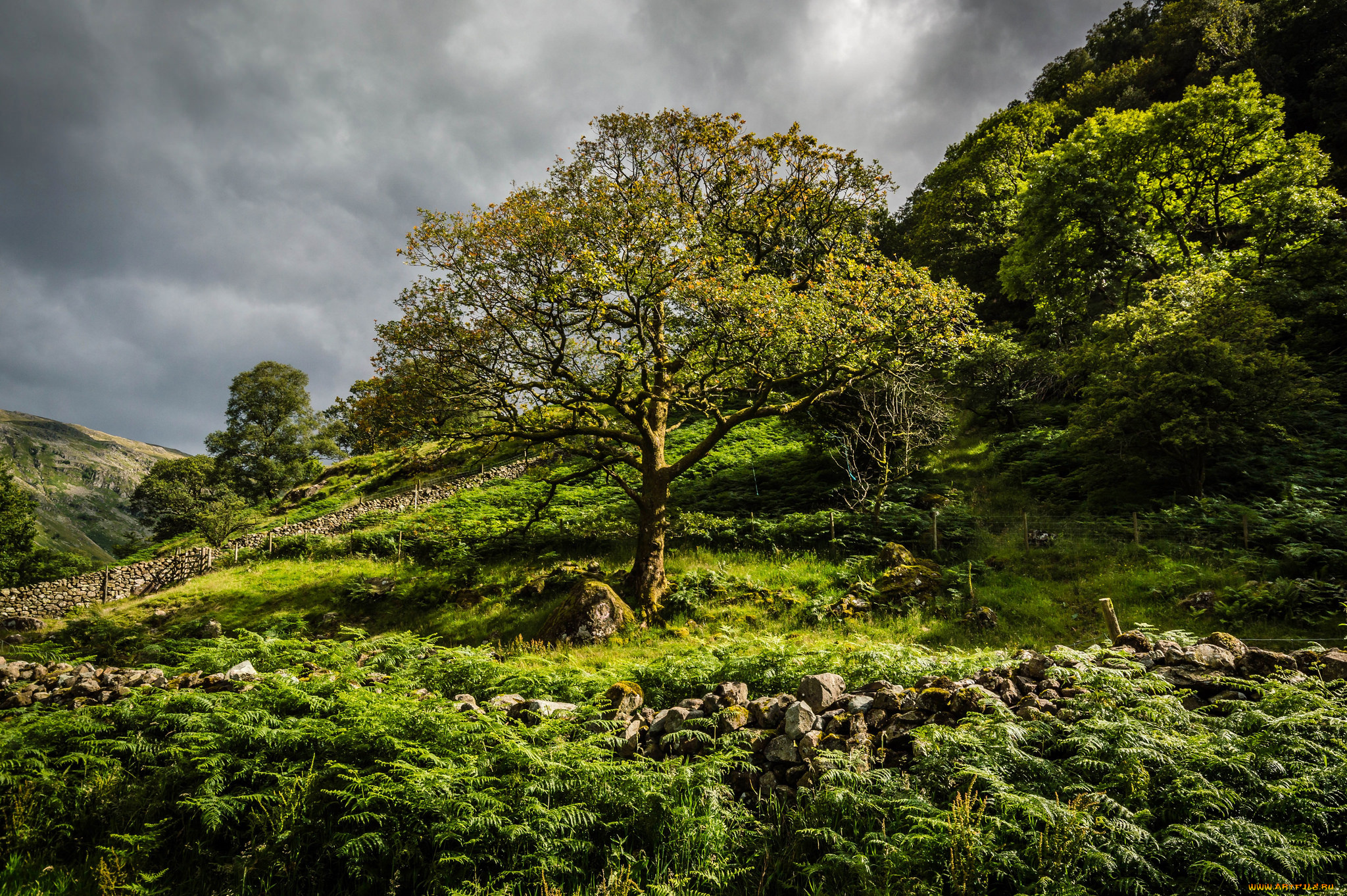 природа, пейзажи, растительность, косогор