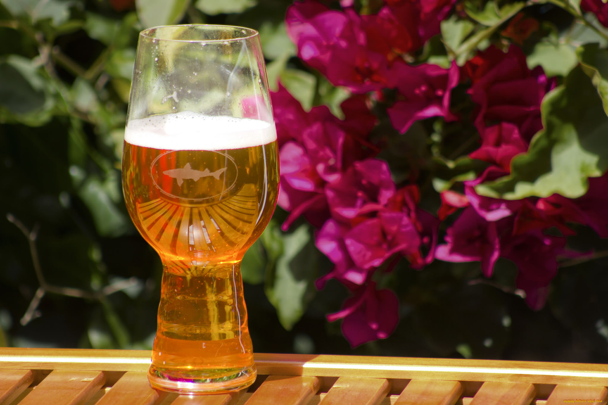 еда, напитки, , пиво, бокал, пиво